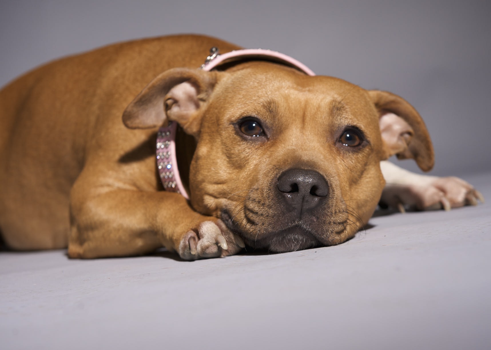 Staffordshire Bull Terrier