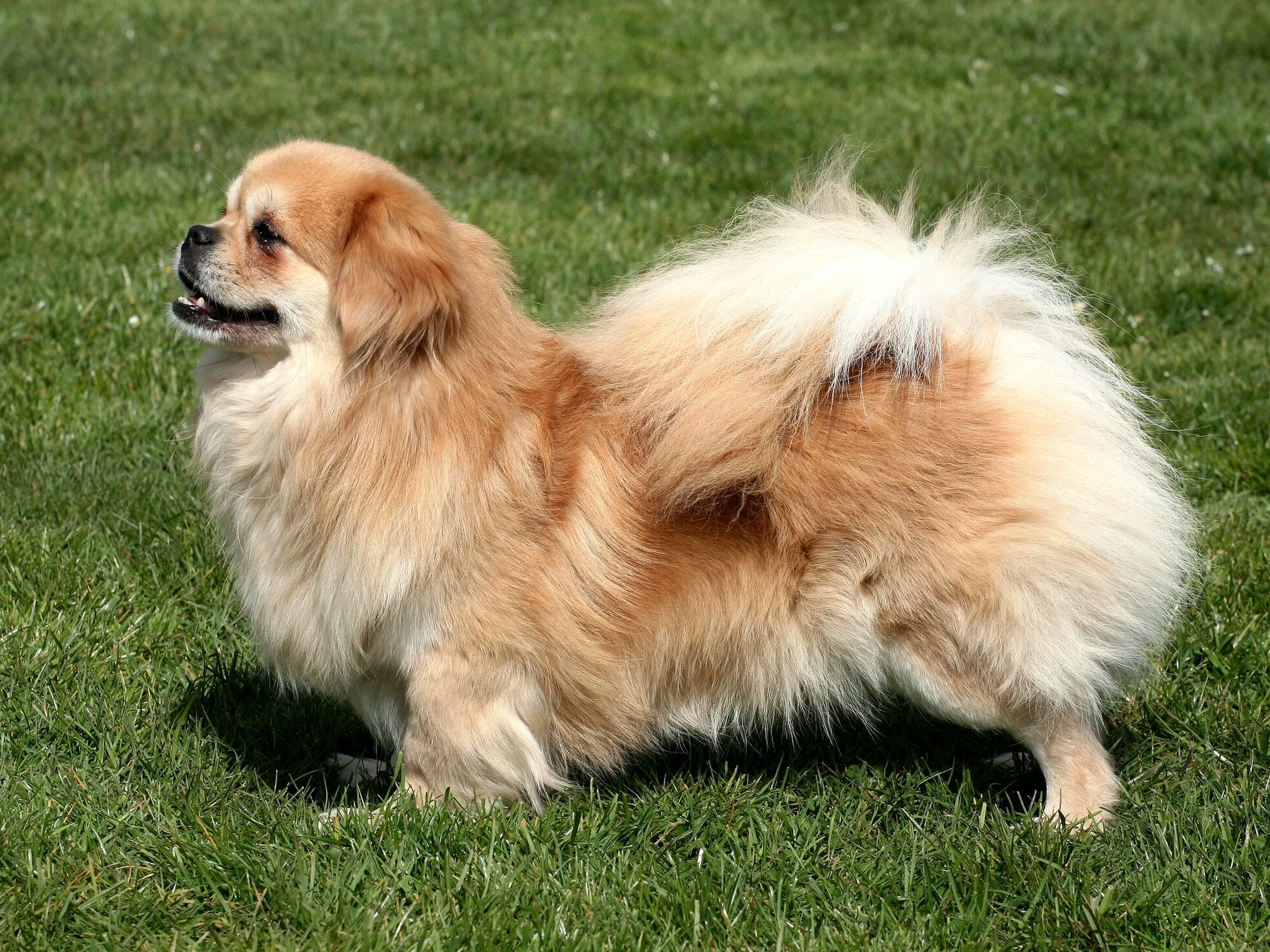 Tibetan Spaniel