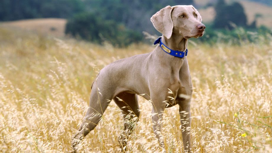 Weimaraner 6