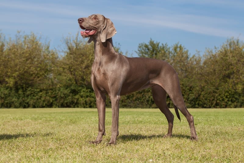 Weimaraner