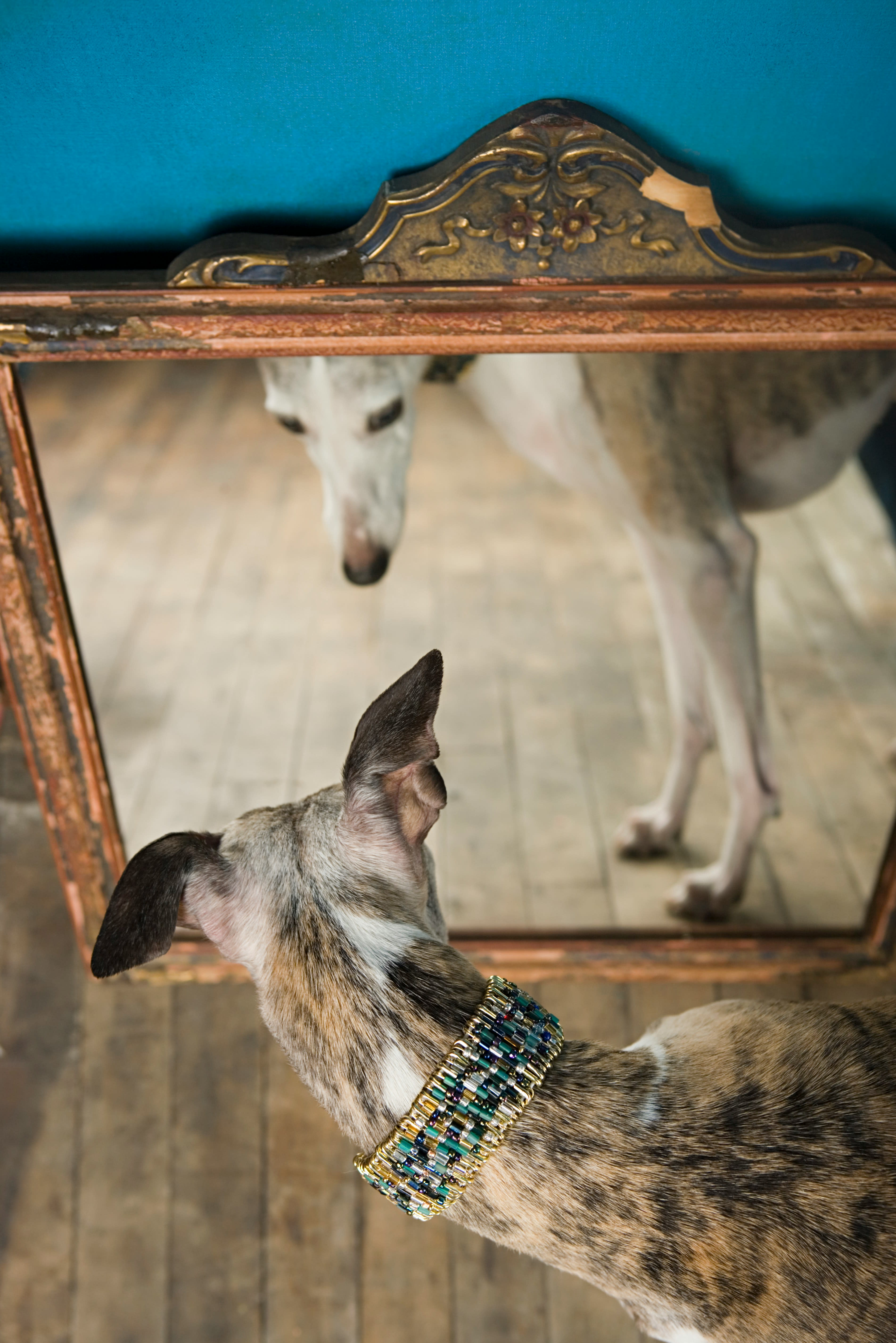 Whippet 8