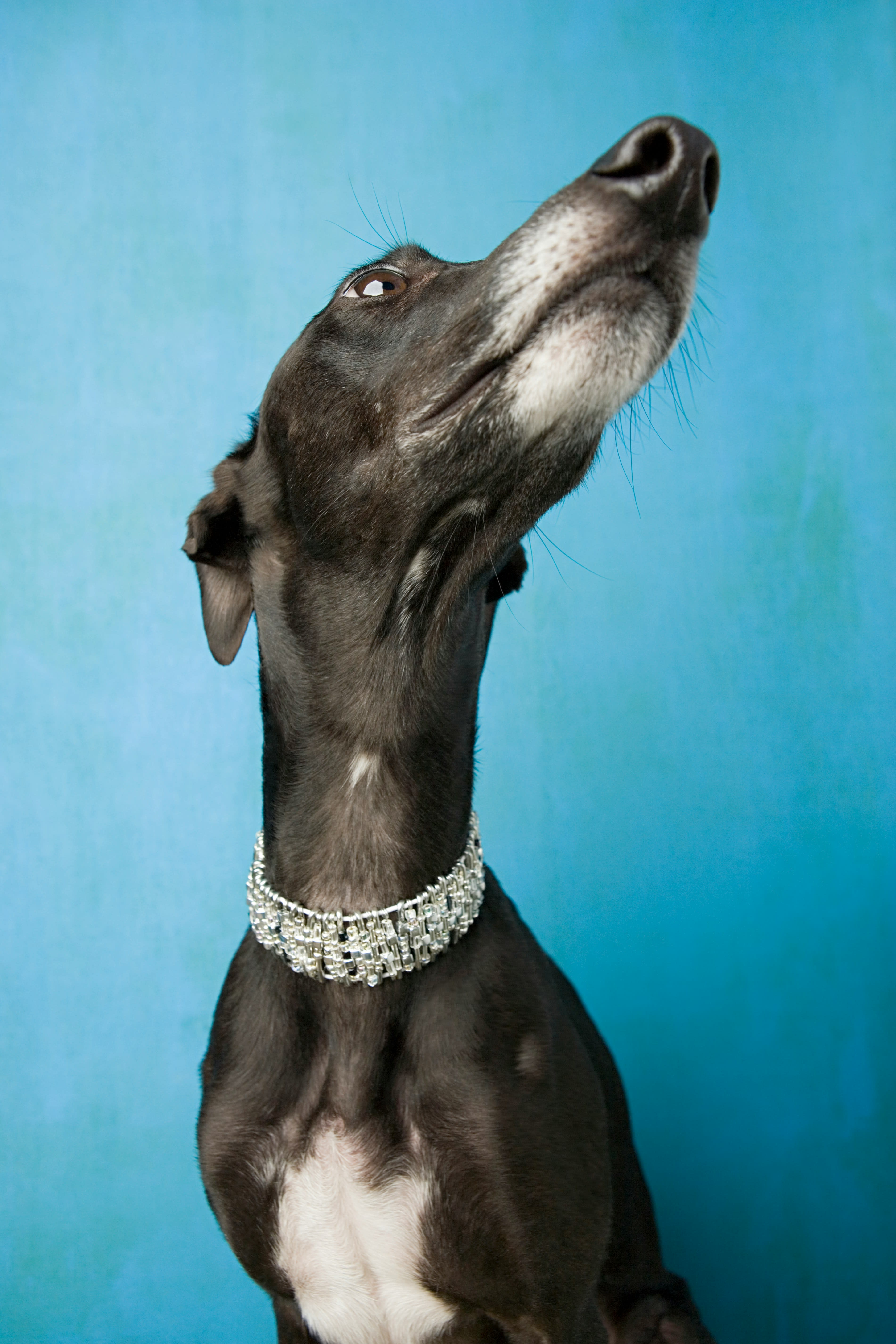Whippet