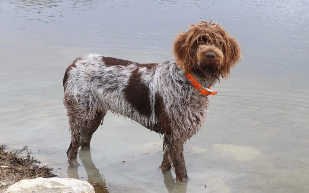 Wirehaired Pointing Griffon