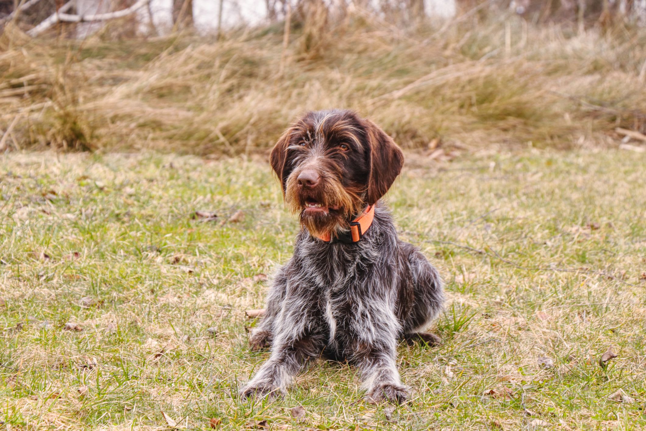 Wirehaired Pointing Griffon