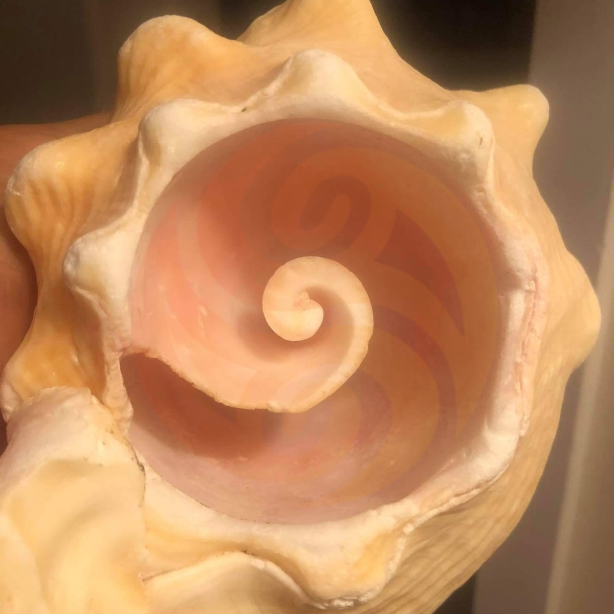 rachael shell branded