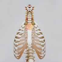 rib cage