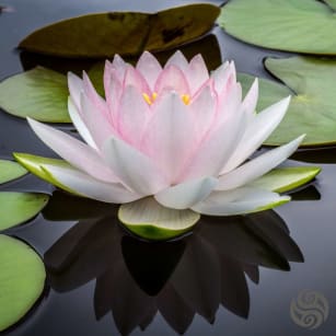 lotus
