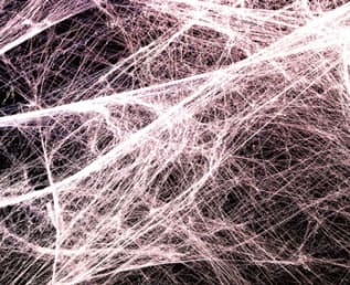 Fascia