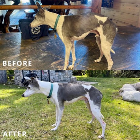 Dog-Before-and-After-1