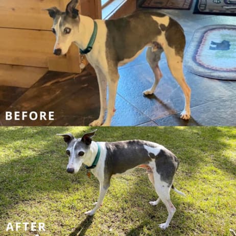 Dog-Before-and-After-2