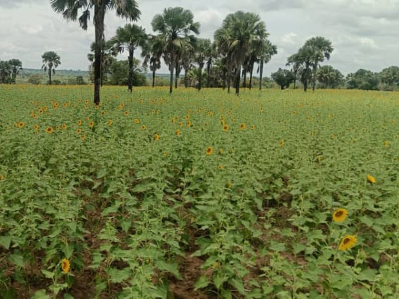 Sunflower garden