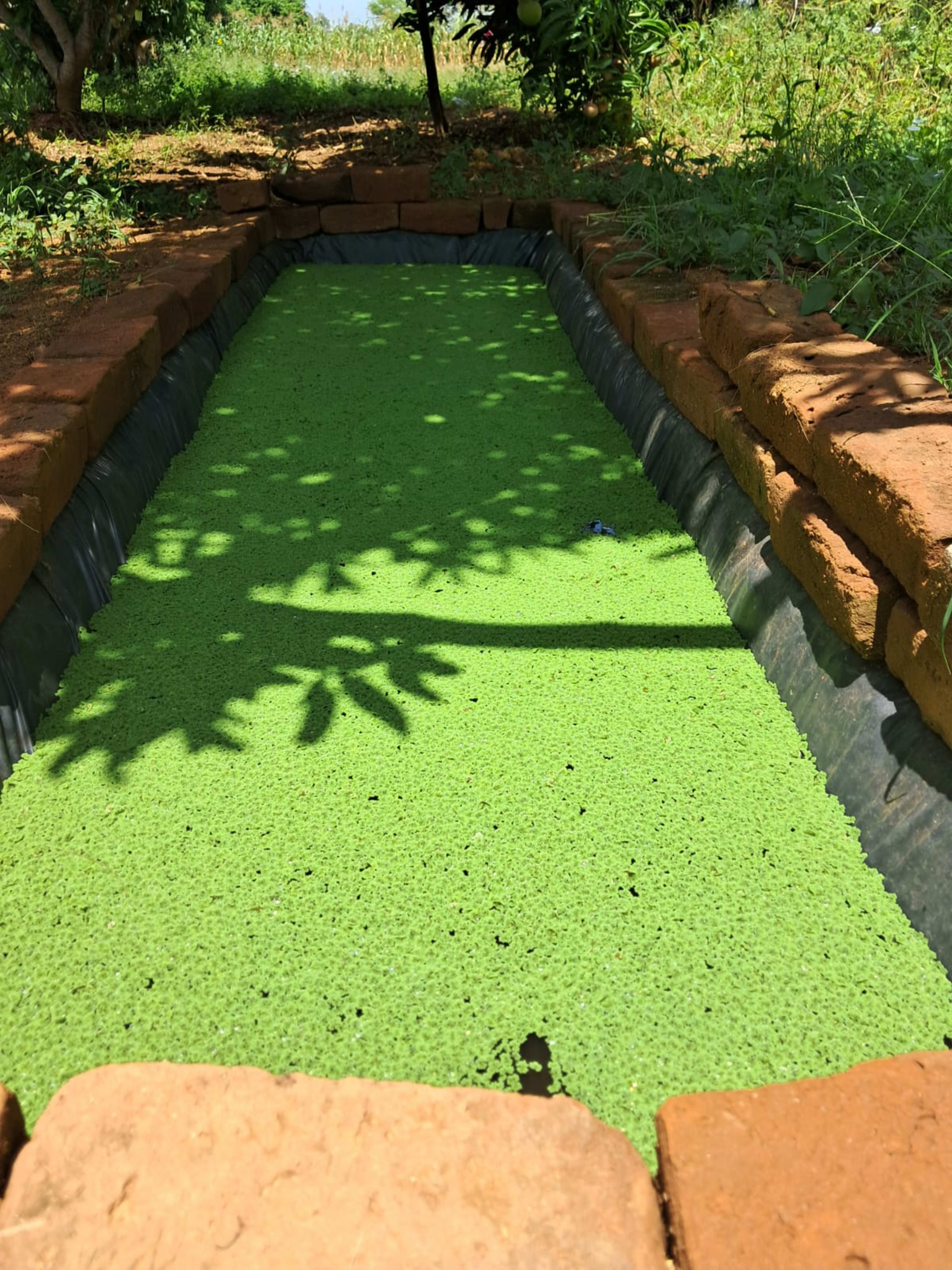 Azolla Farming