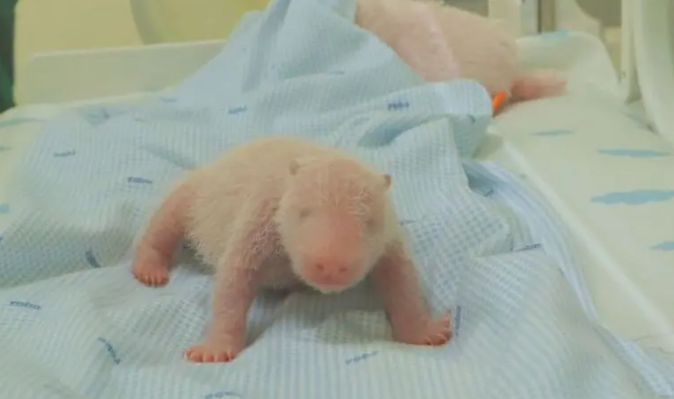 Indonesia Makes Wildlife History as First Panda Is Born Locally