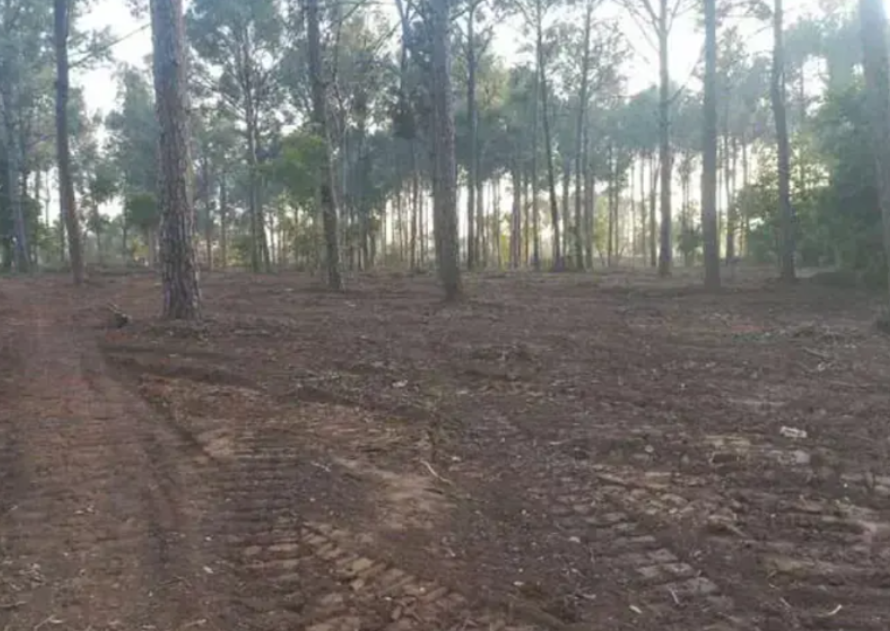 Islamabad High Court Orders CDA to Halt Tree Cutting, Demands Detailed Report Ahead of February 2 Hearing