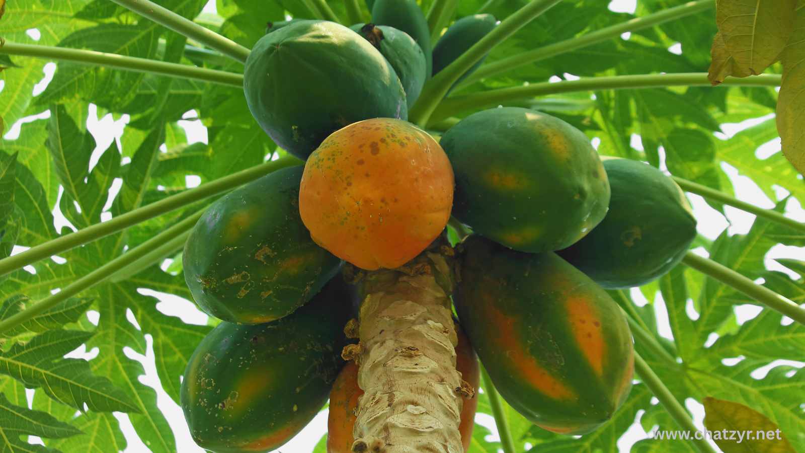 Eating Papaya Daily? Here’s What It Really Does to Your Body