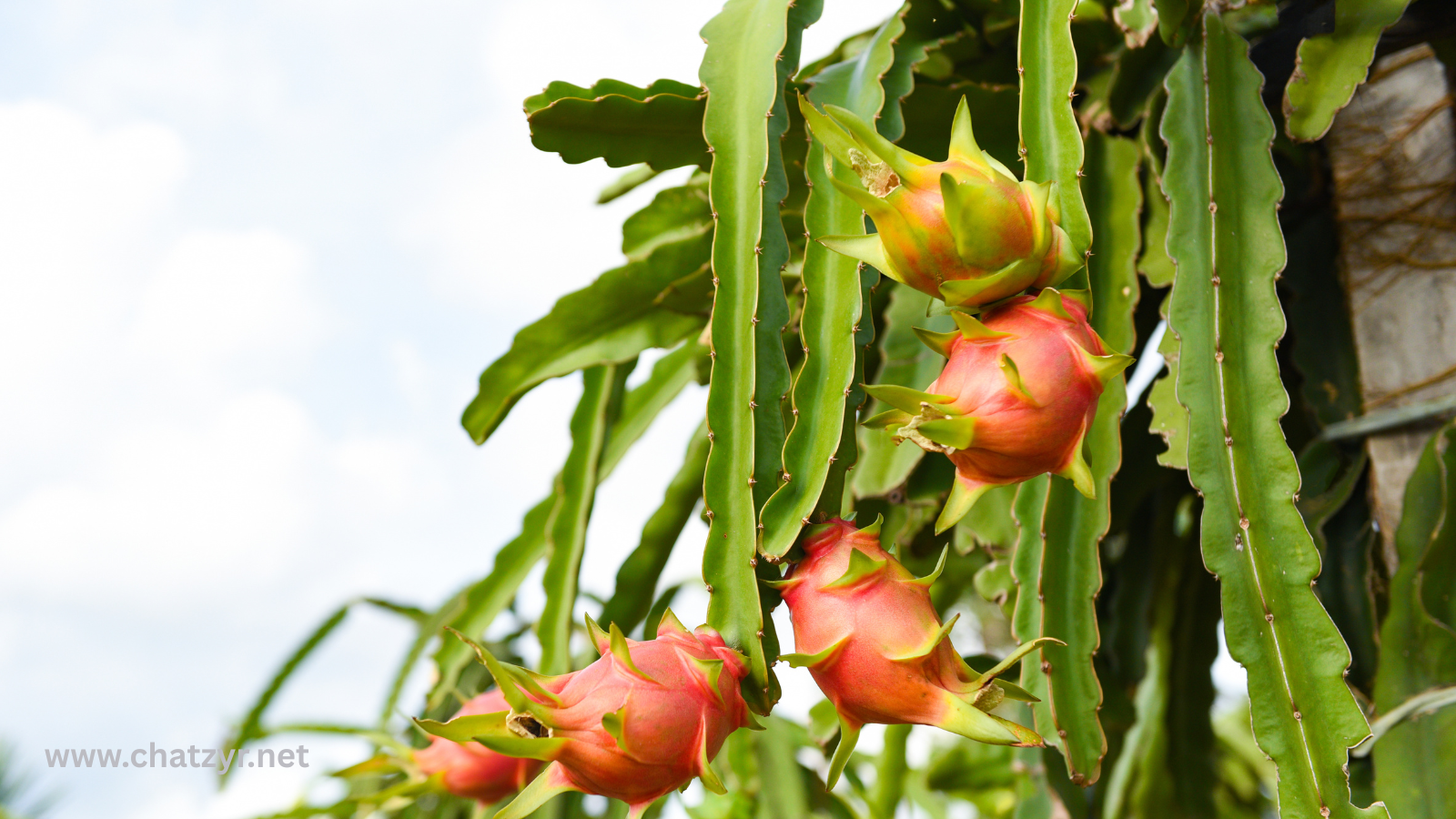 Dragon Fruit Demand Rises in Pakistan as Farmers Explore High-Value Crop Potential | ChatZyr - Image 2