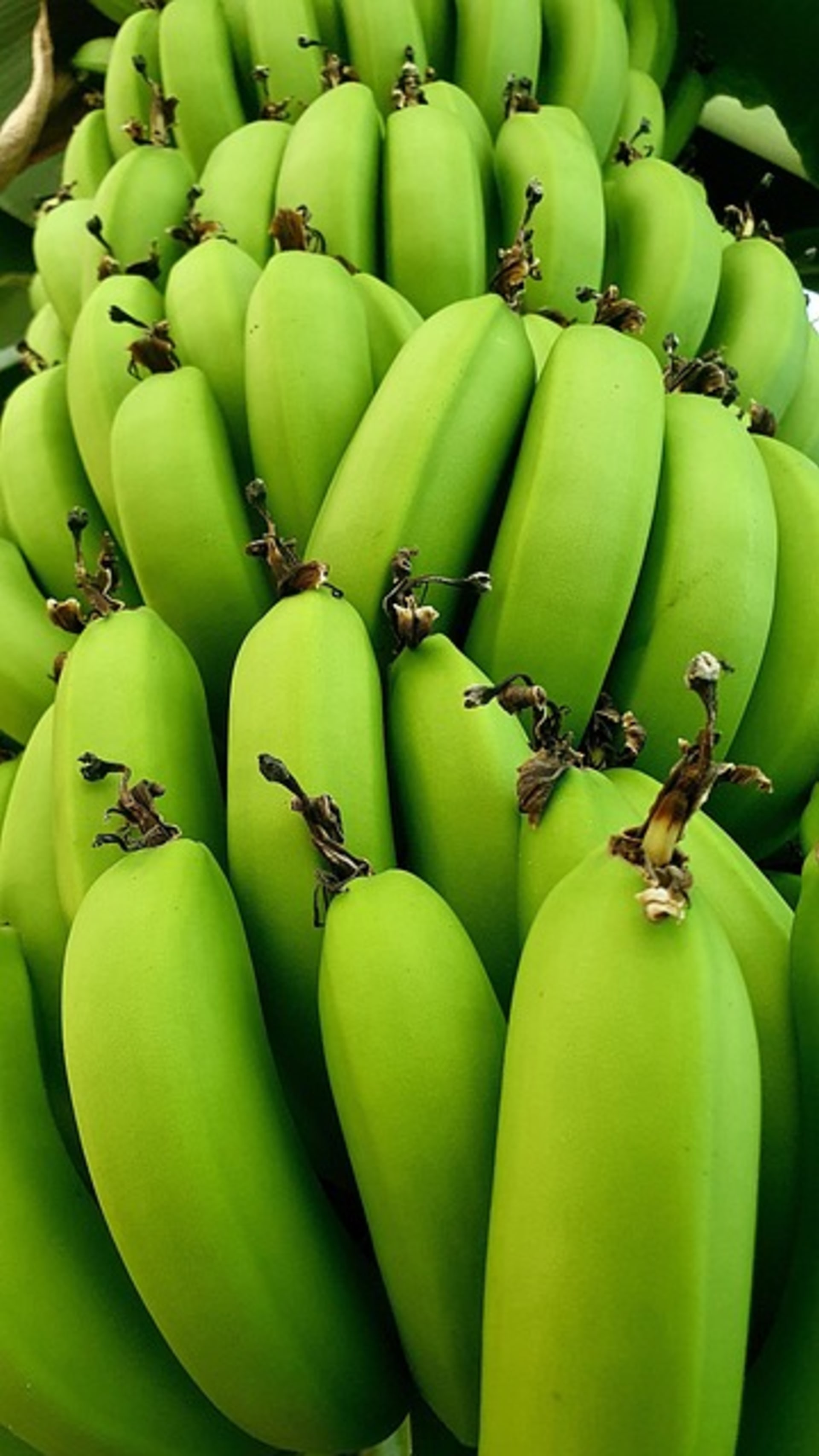 RAW BANANA