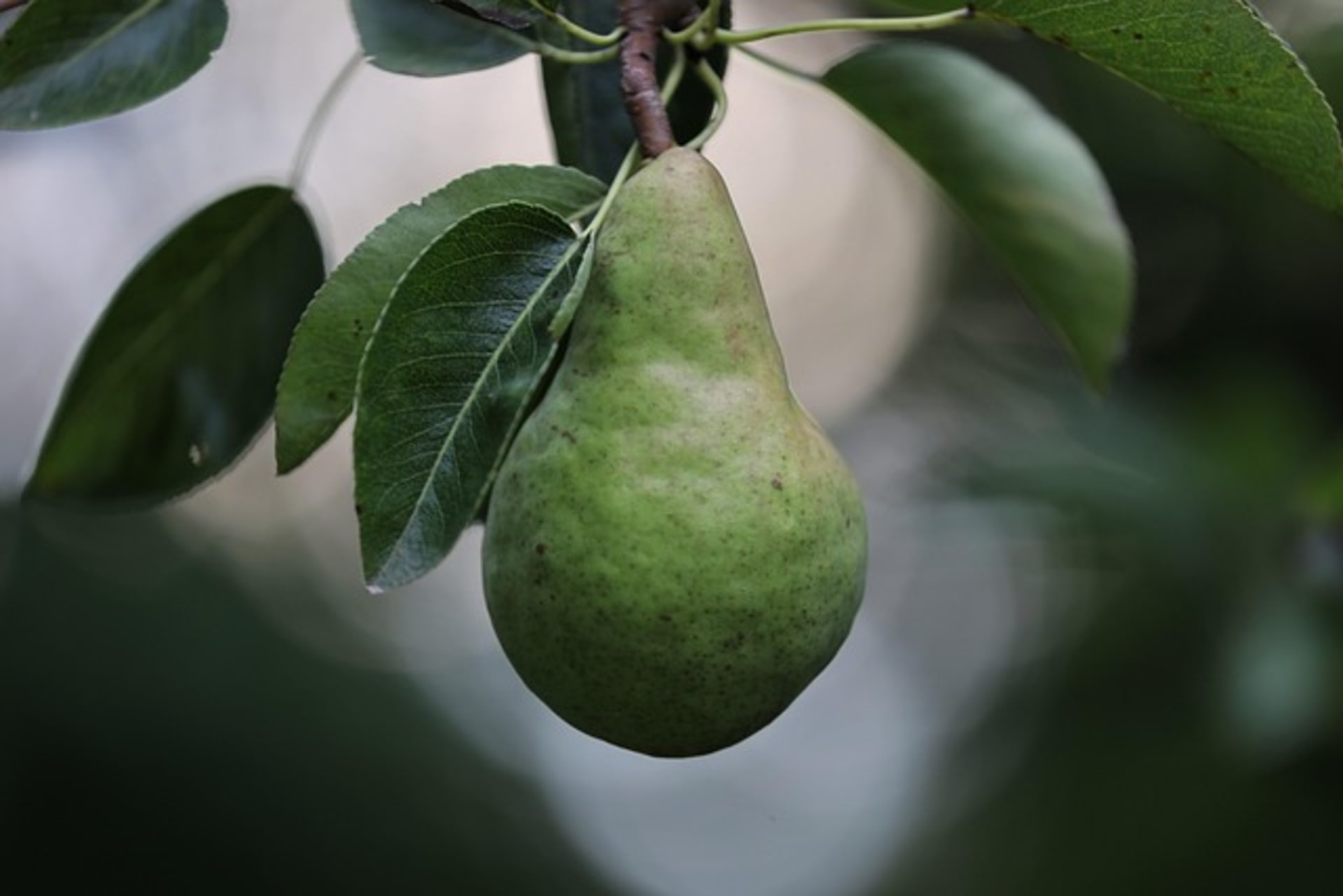 PEARS