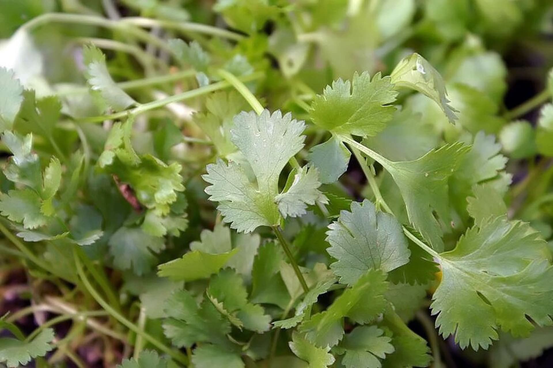 CORIANDER LEAVES (DHANIYA)