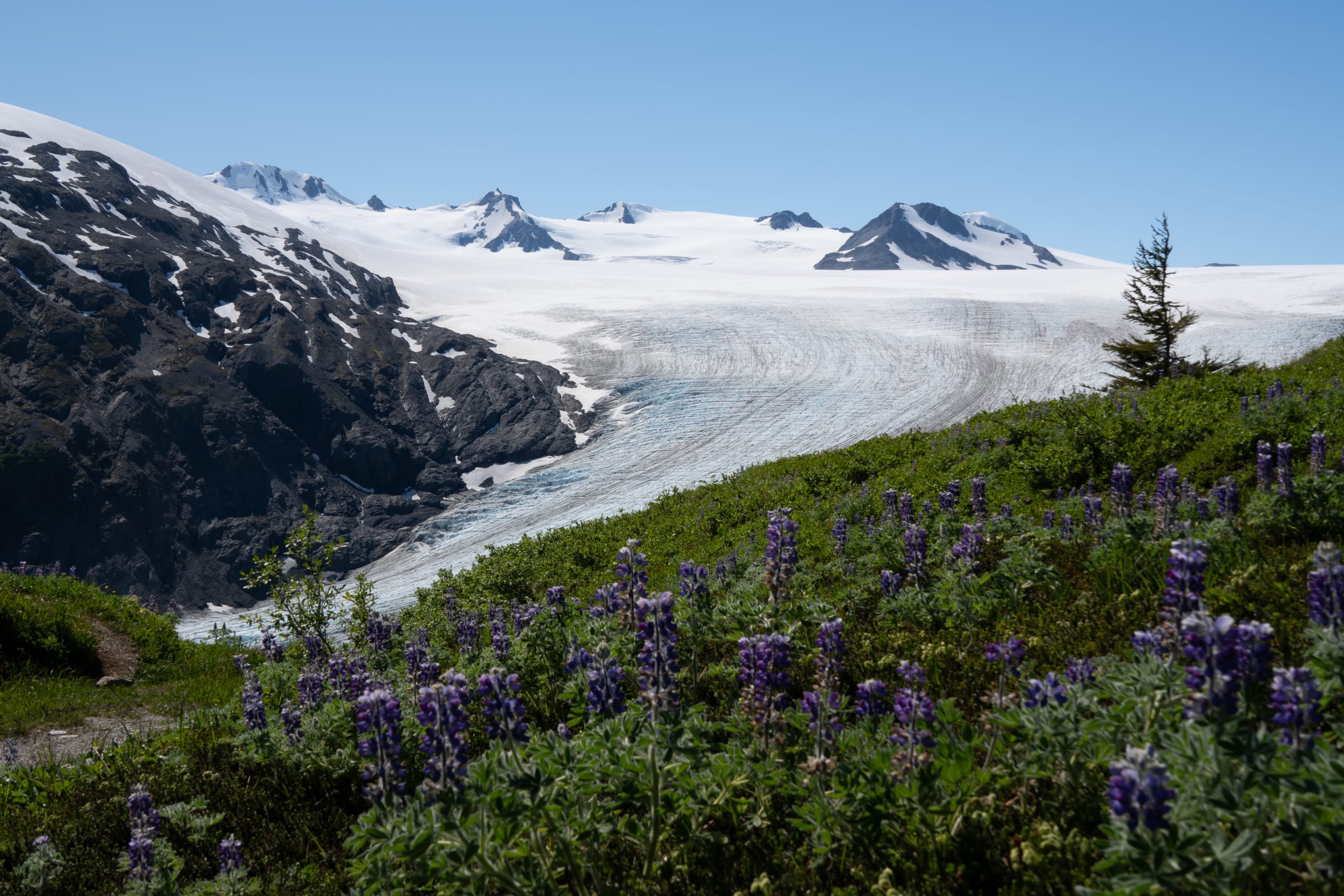 Hiking the Harding Icefield Trail: Is It Worth the Climb?