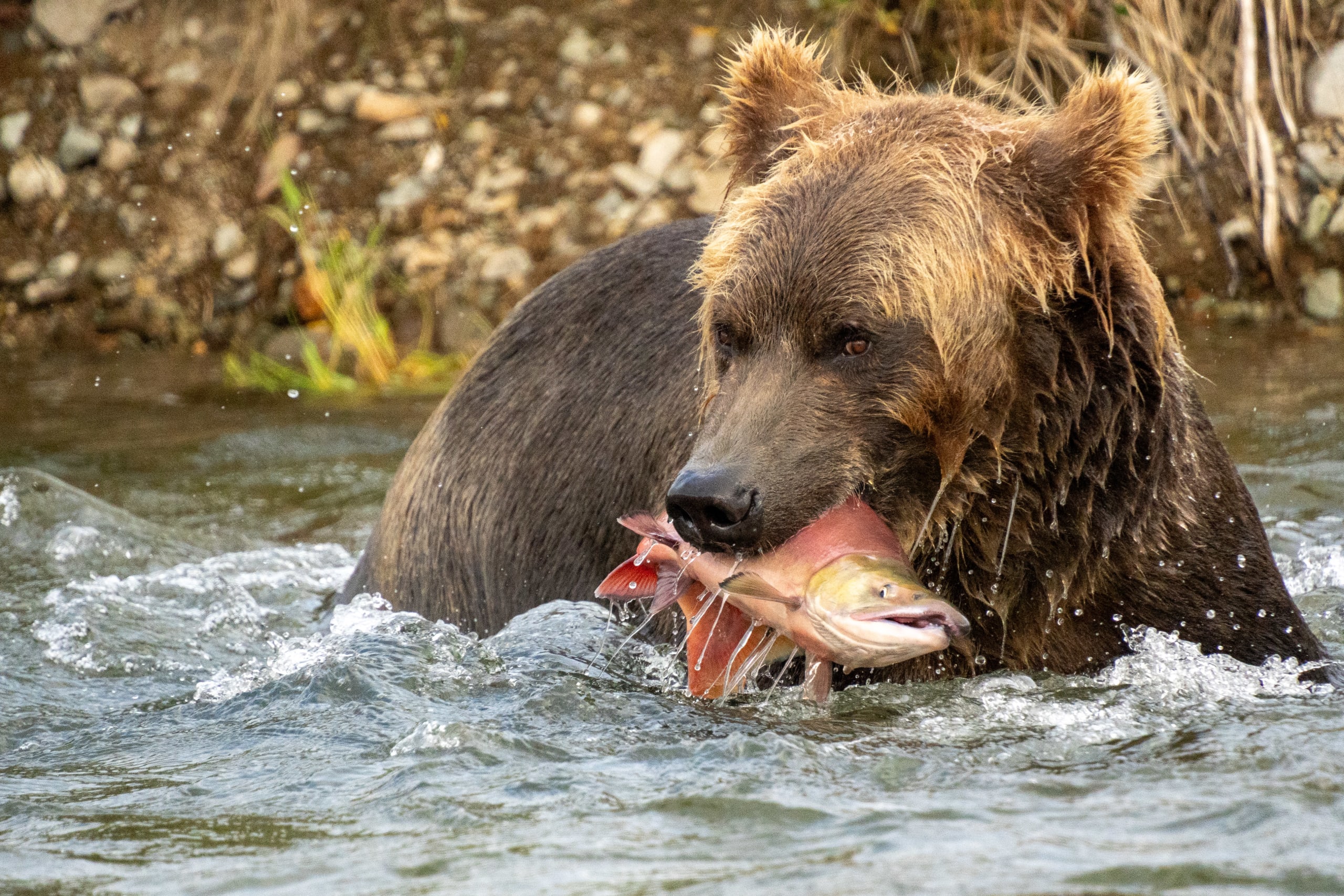 Brown bear in Alaska