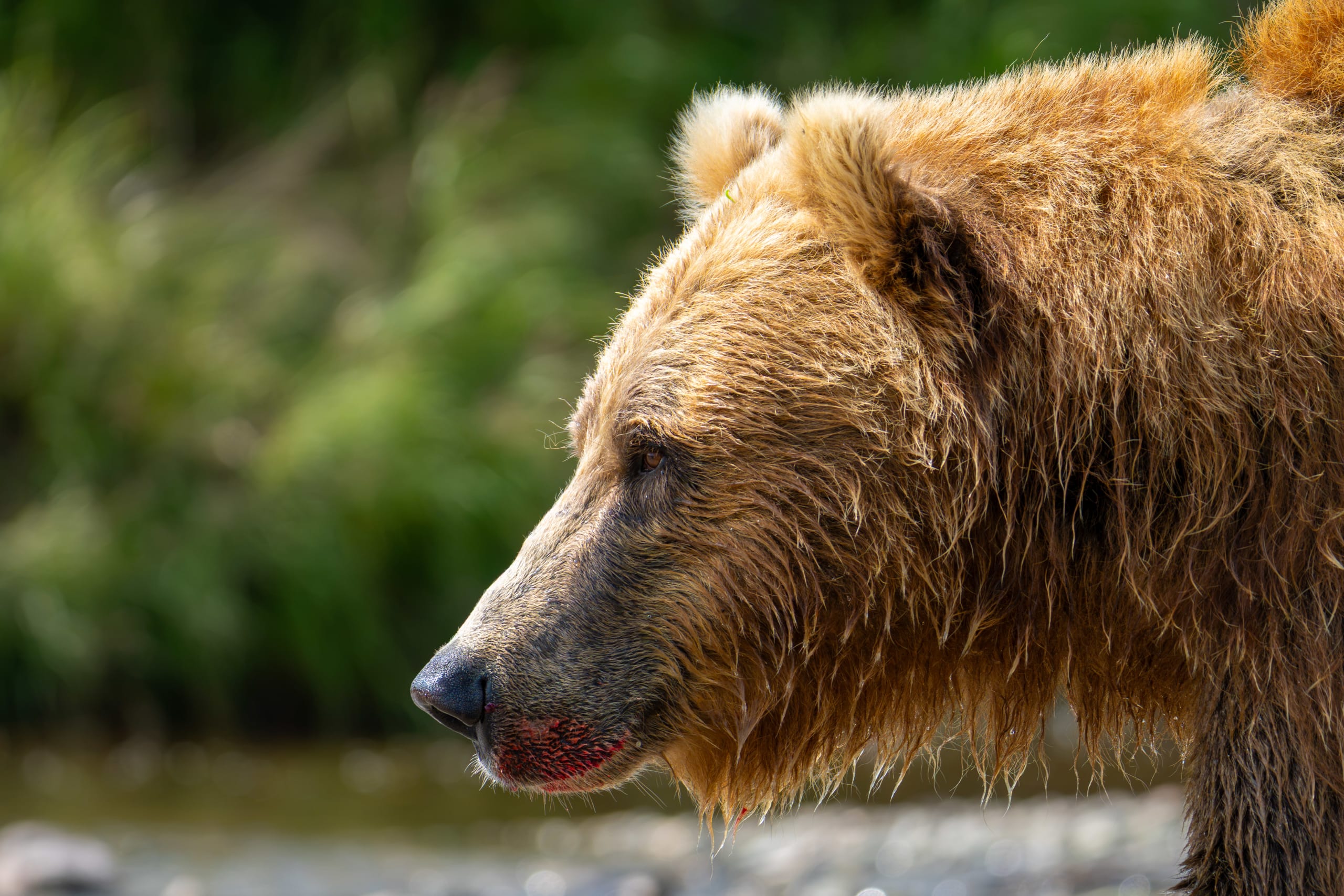 Brown bear along the river in Alaska