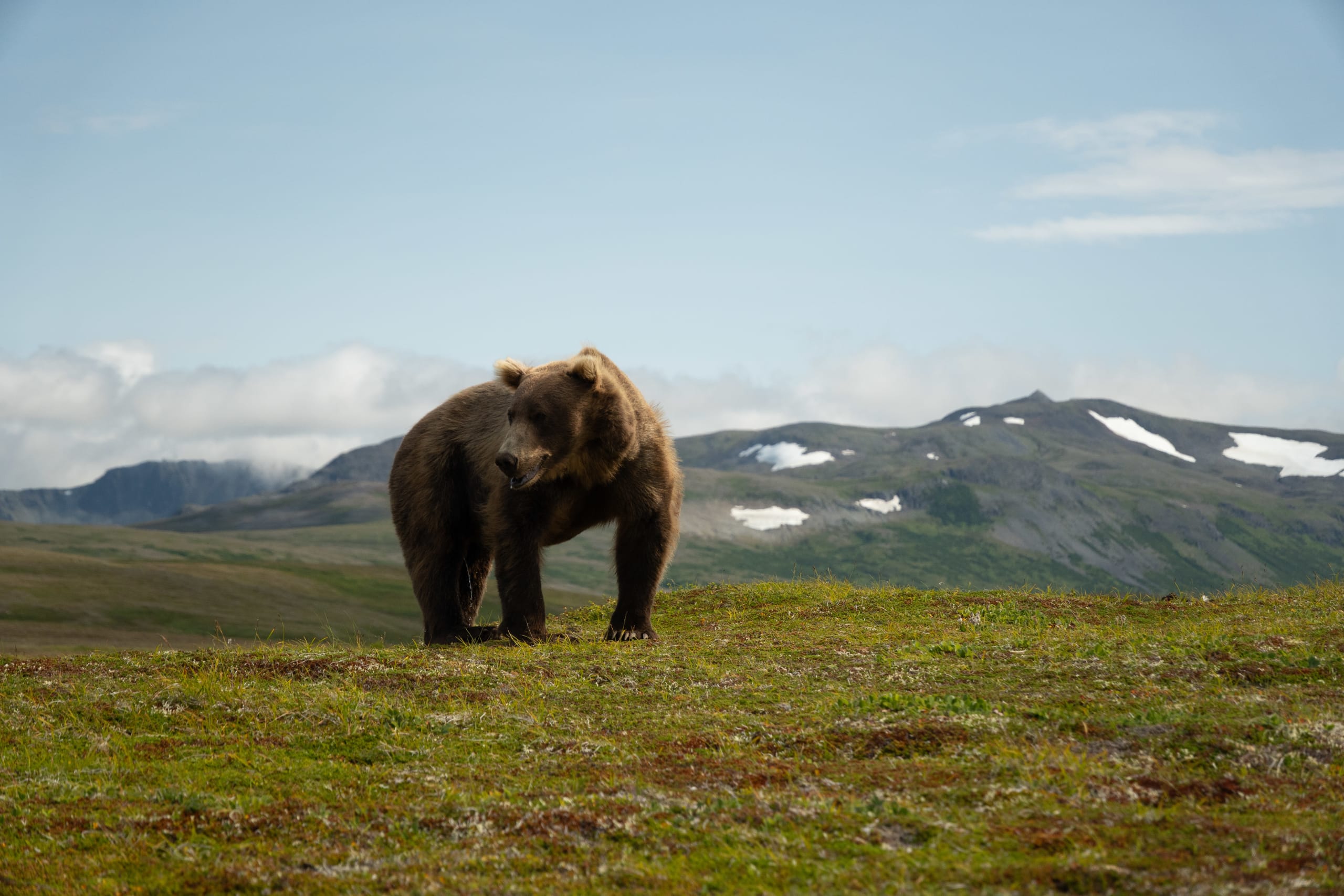 Brown bear in Katmai