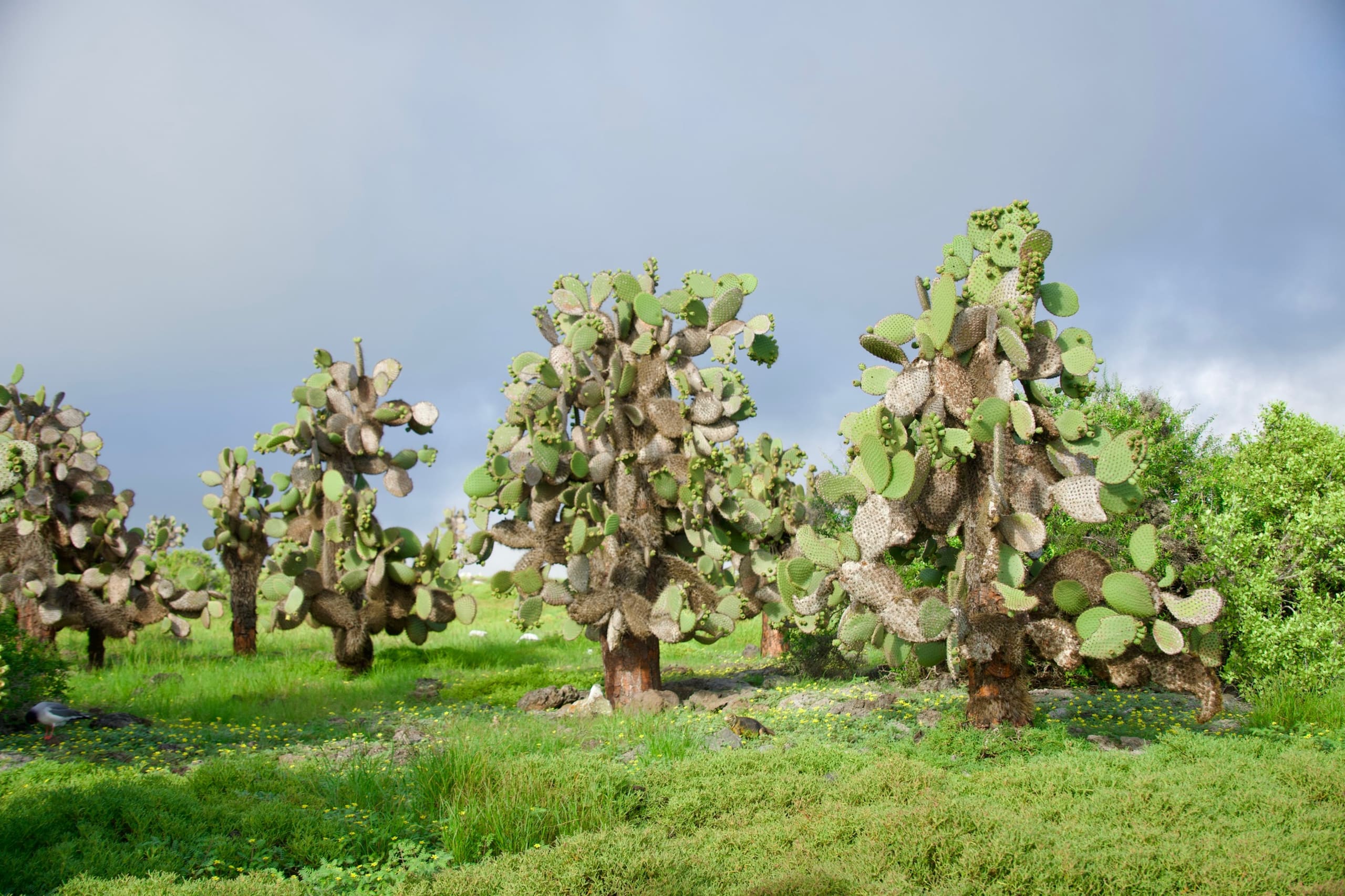 Cactus landscape in the Galápagos Islands