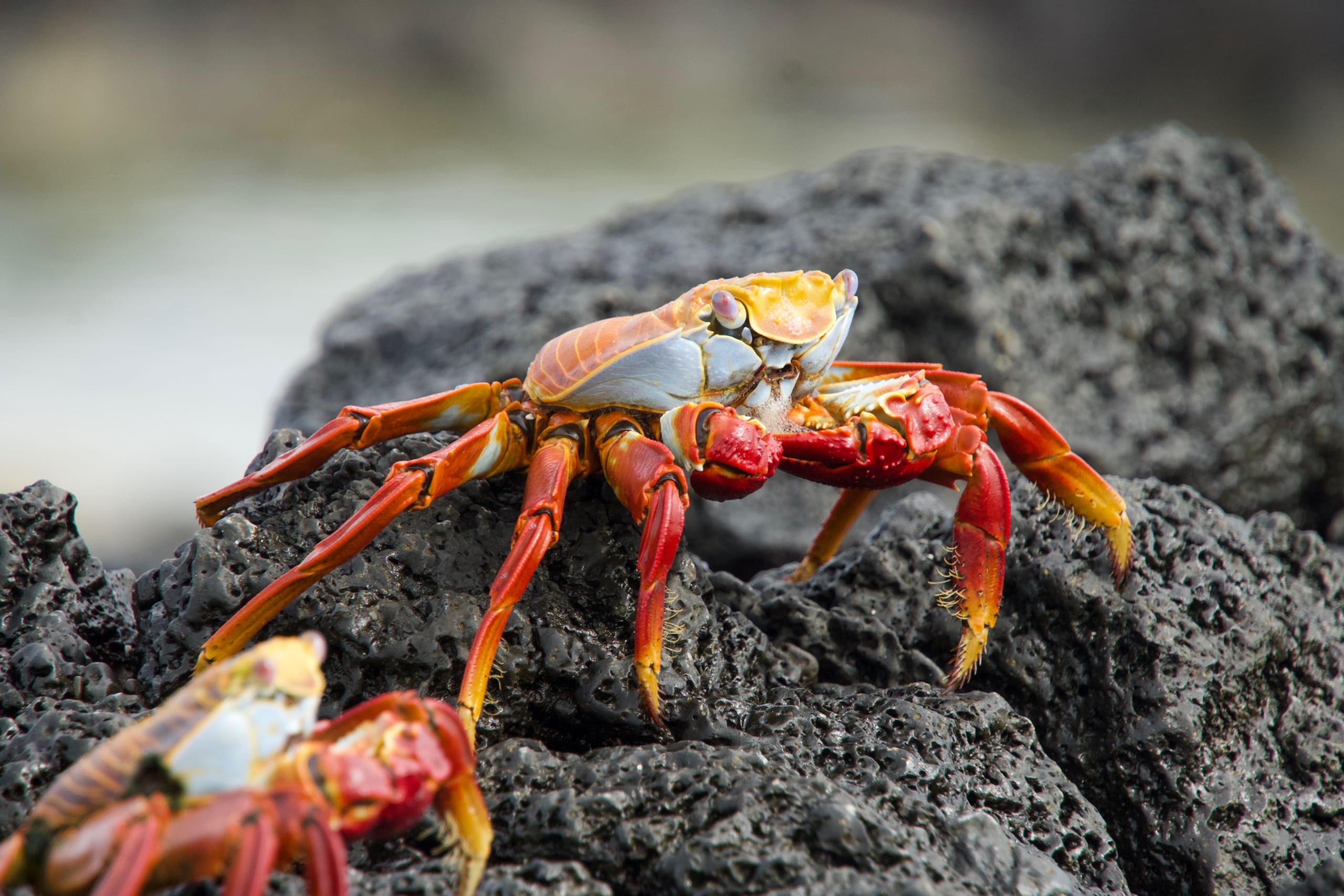 Colorful Sally Lightfoot crab on volcanic rock