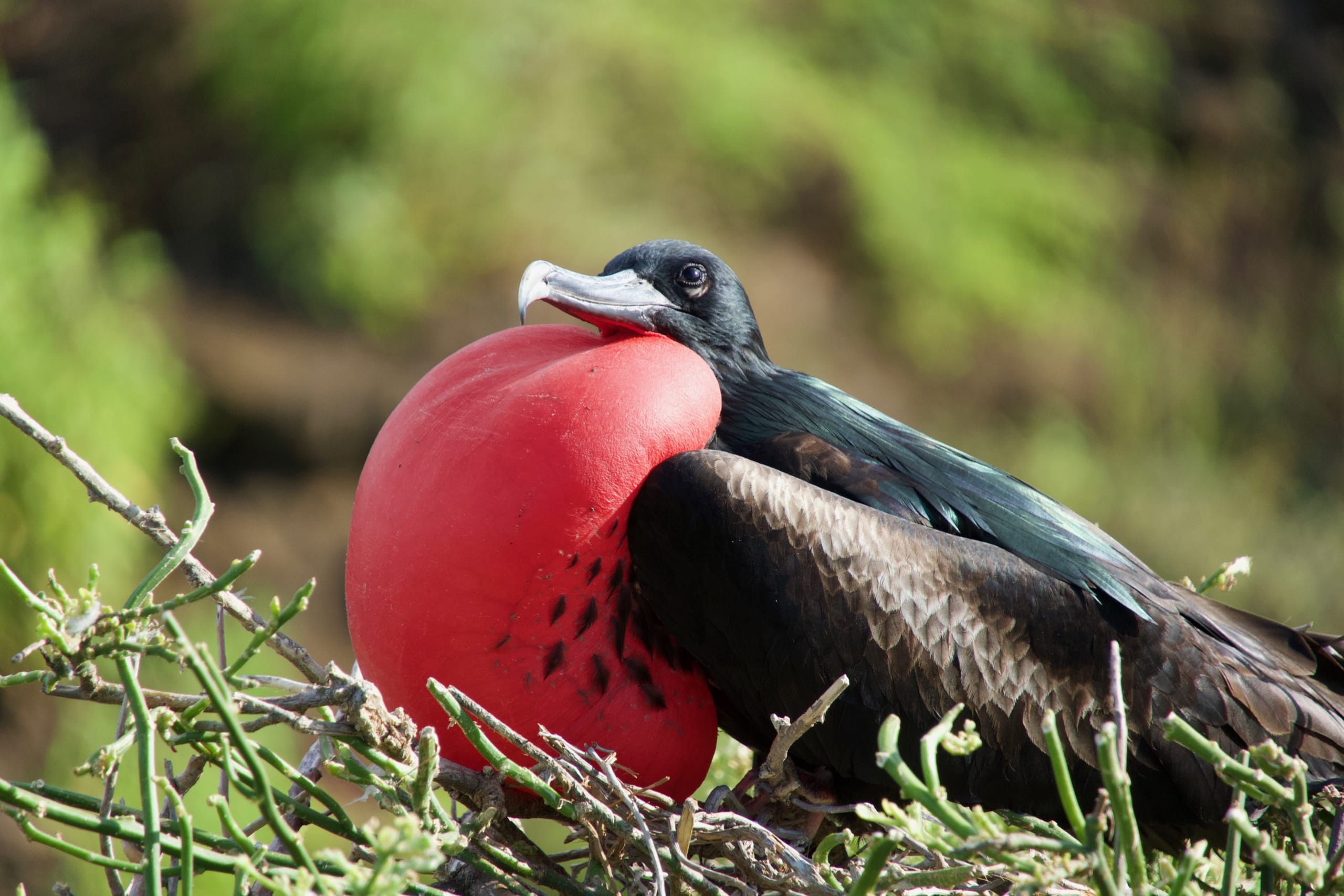 Frigatebird in the Galápagos Islands, Ecuador