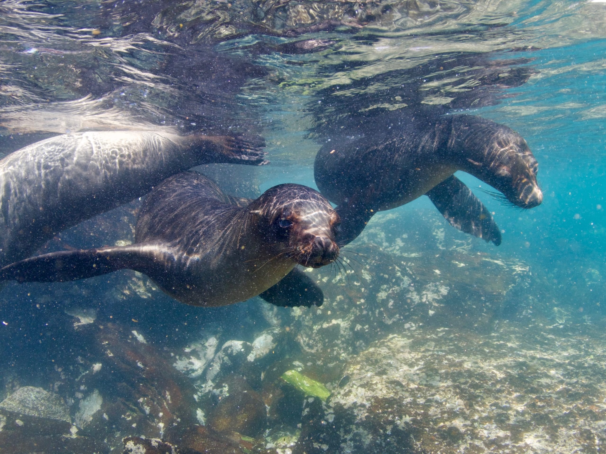 Sea lions lounging on rocks in Ecuador