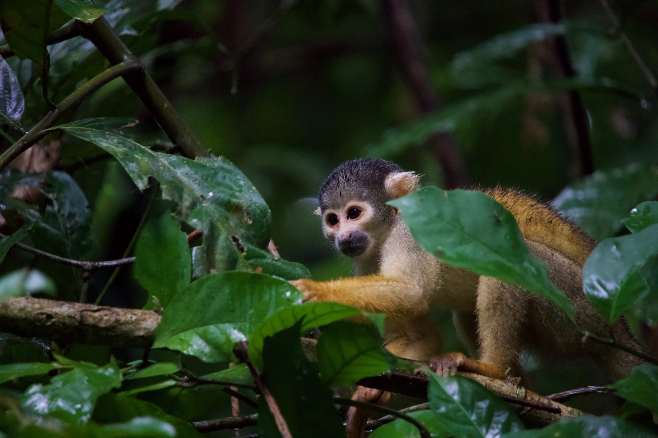 Monkey spotted in Peru's rainforest
