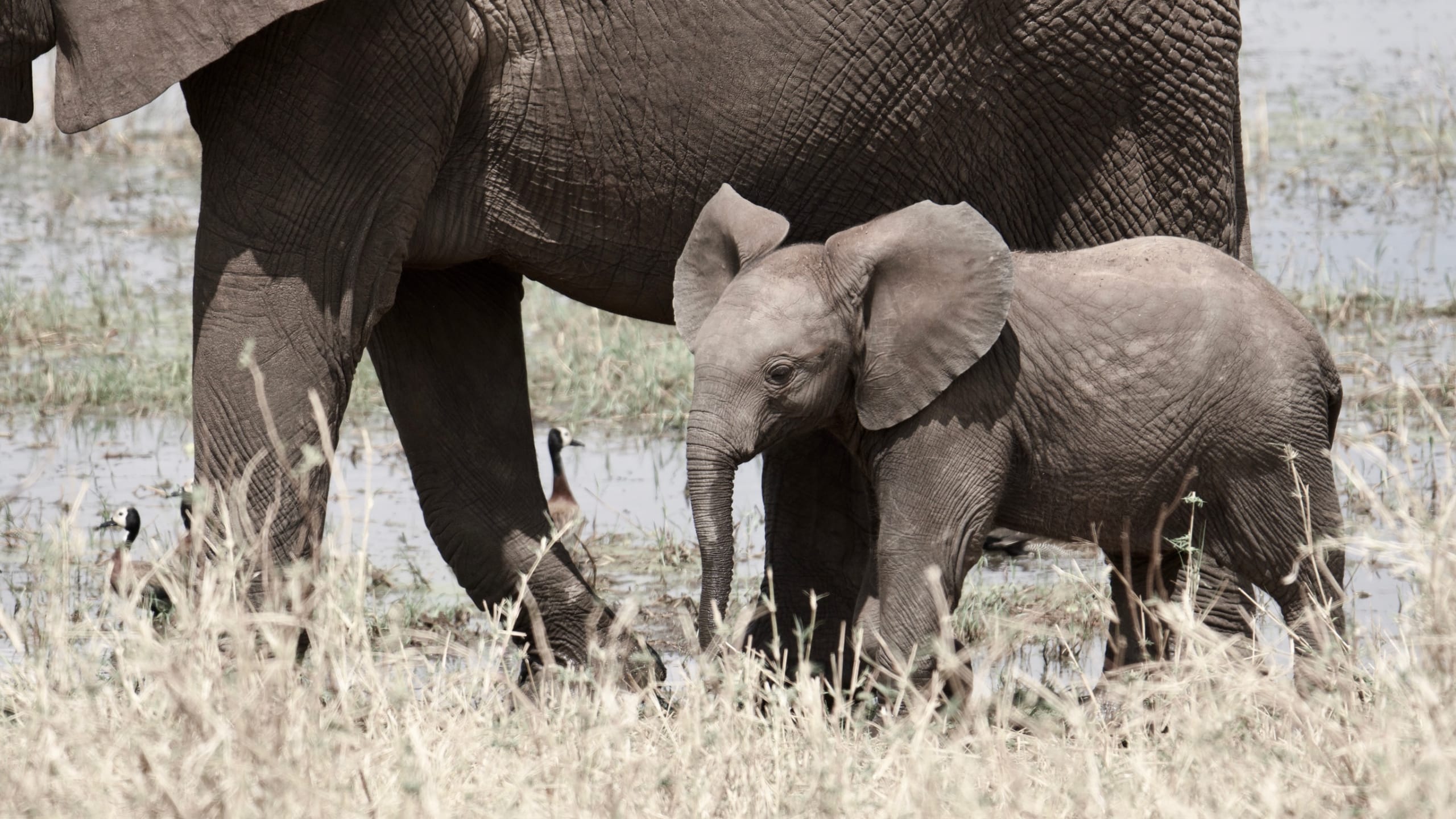 Single elephant on safari in Tanzania
