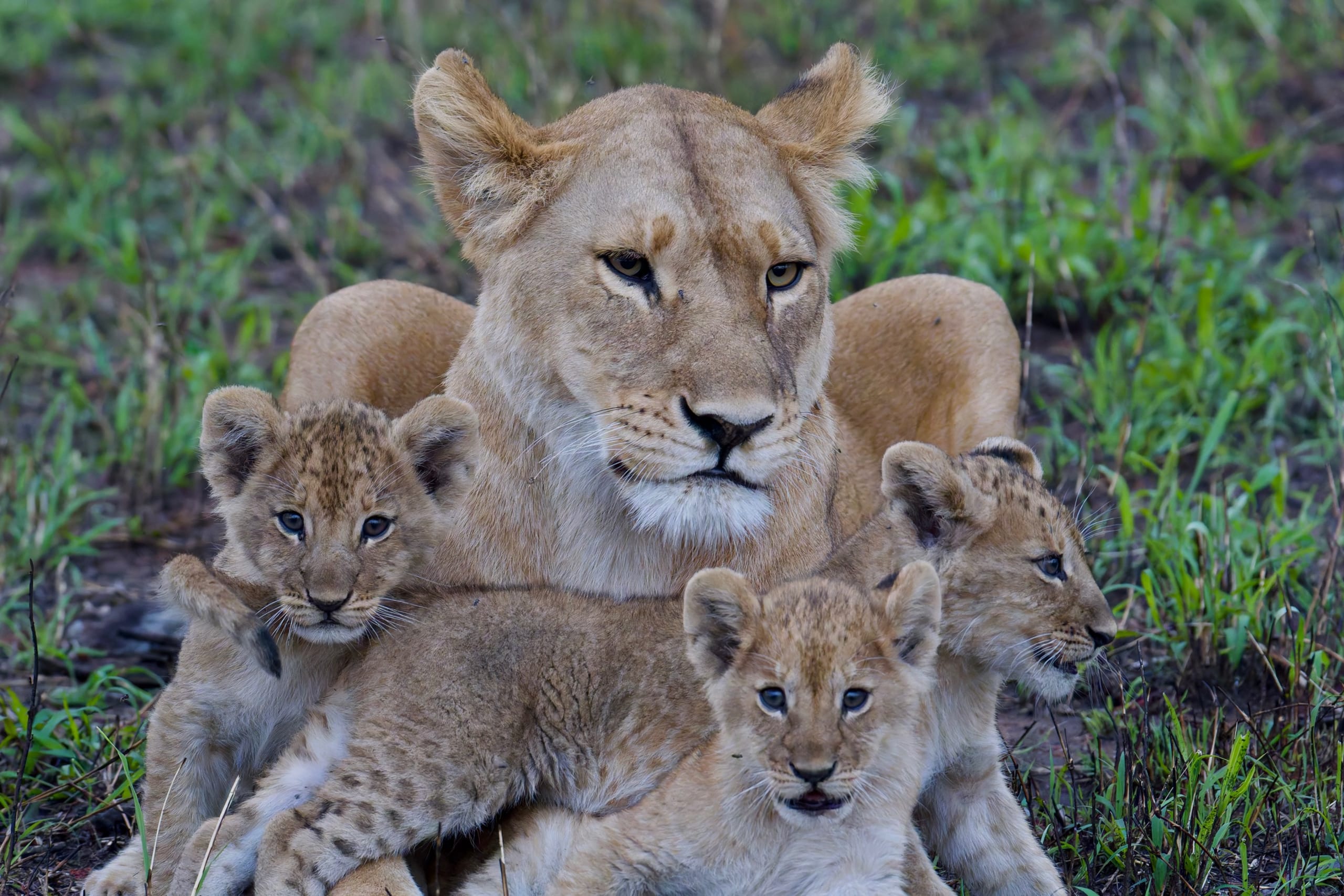 Lioness with cubs in Tanzania