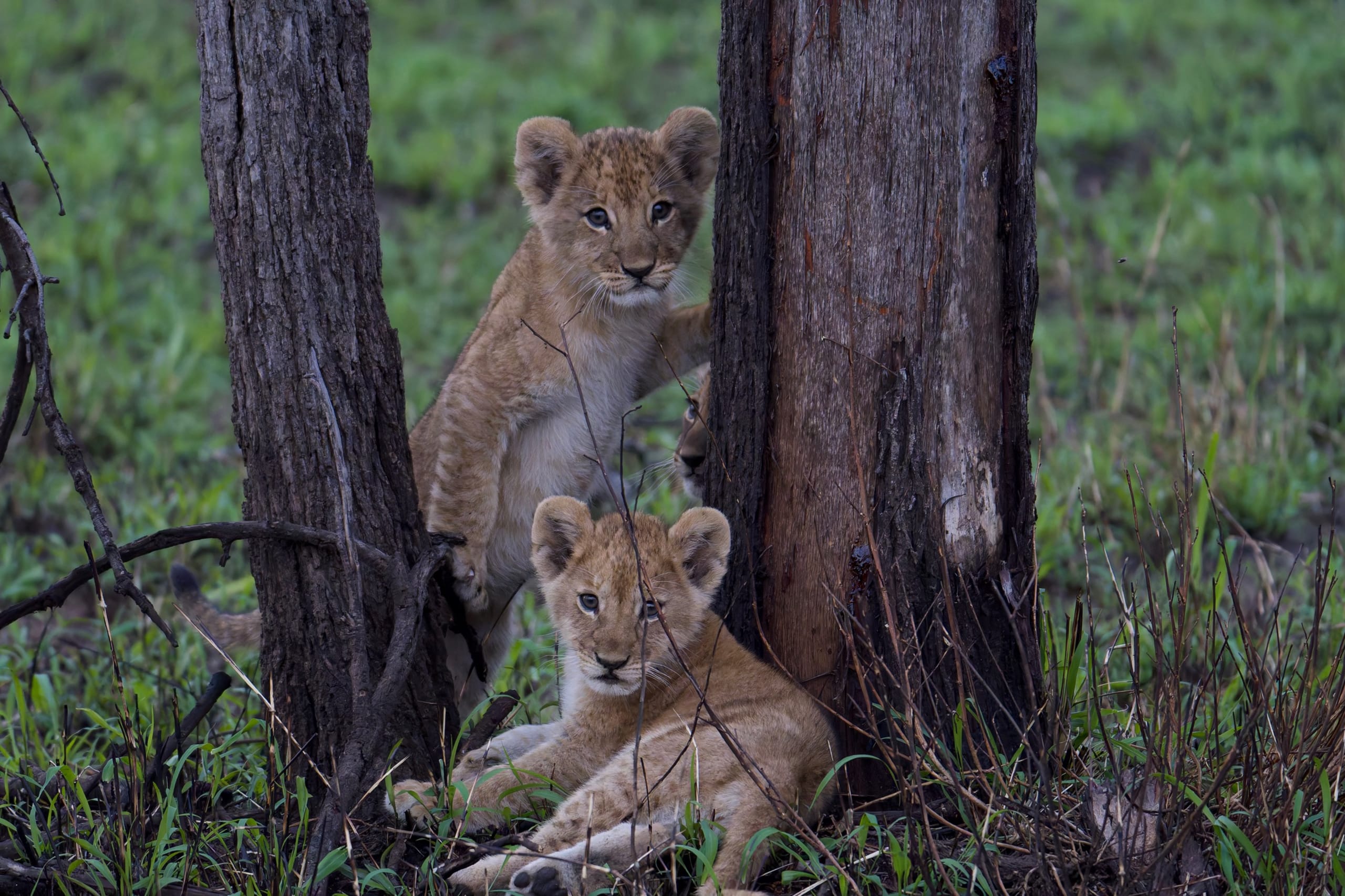 Lions resting under a tree in Tanzania