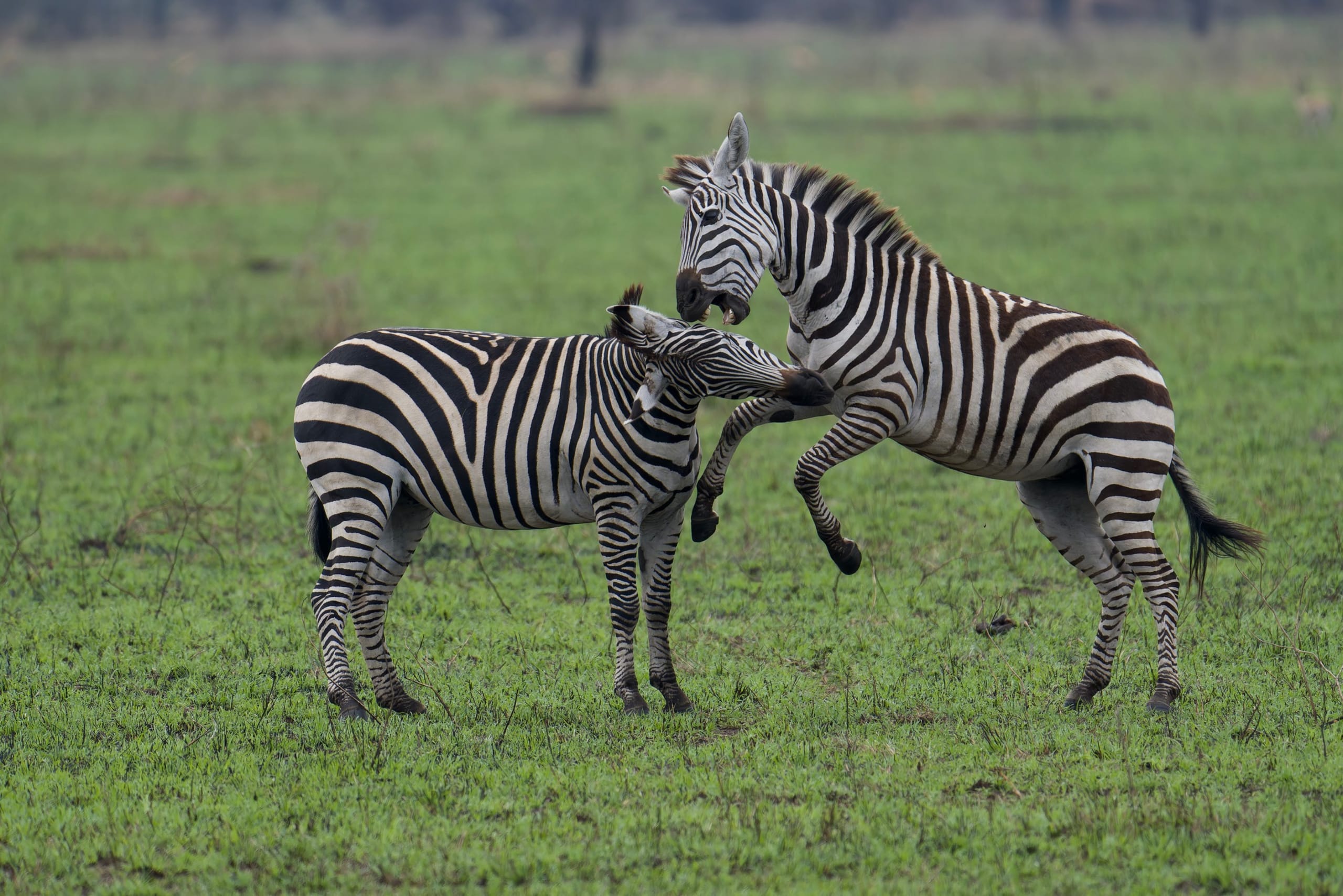 Zebras in the Tanzanian grasslands