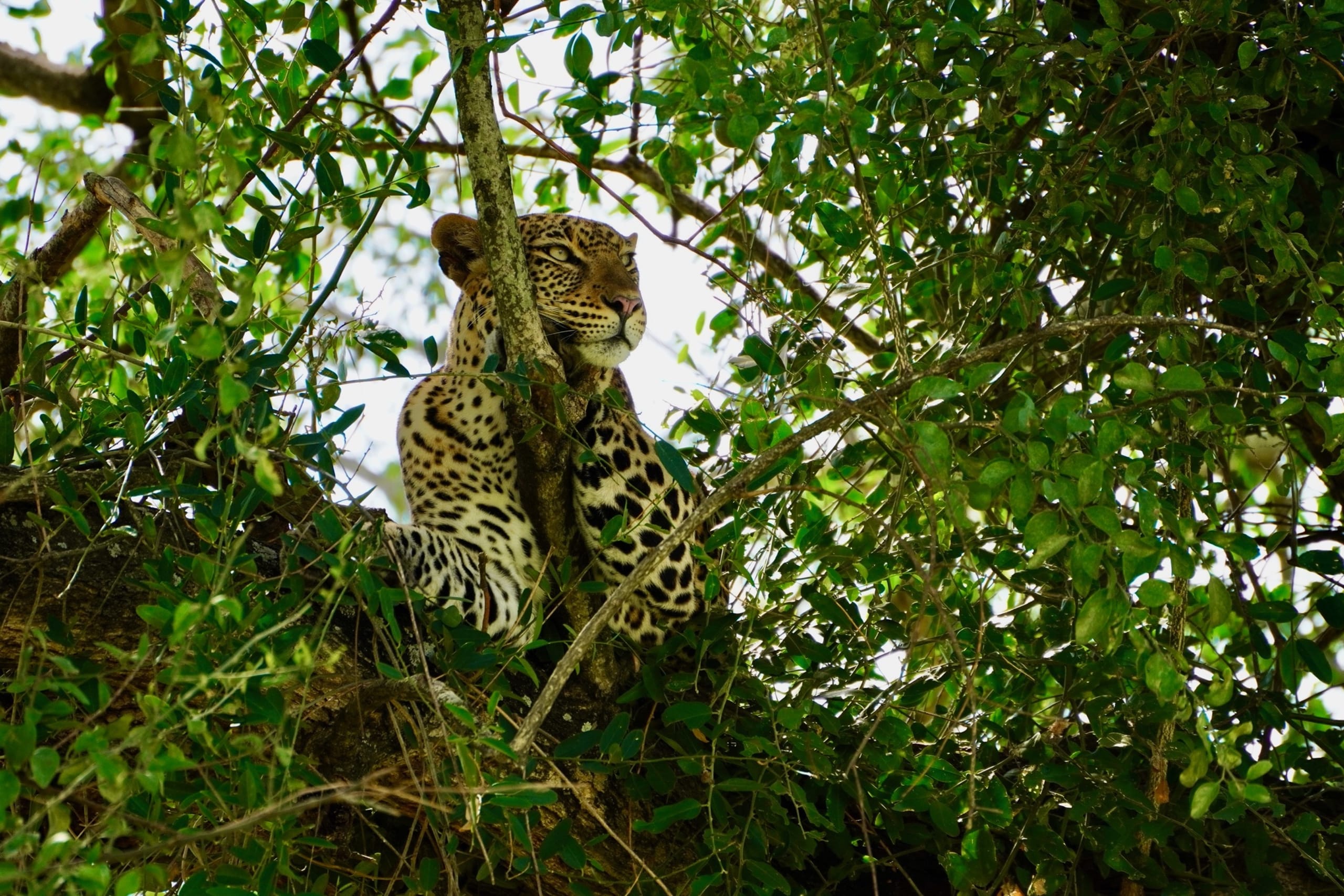 Leopard sighting in Uganda