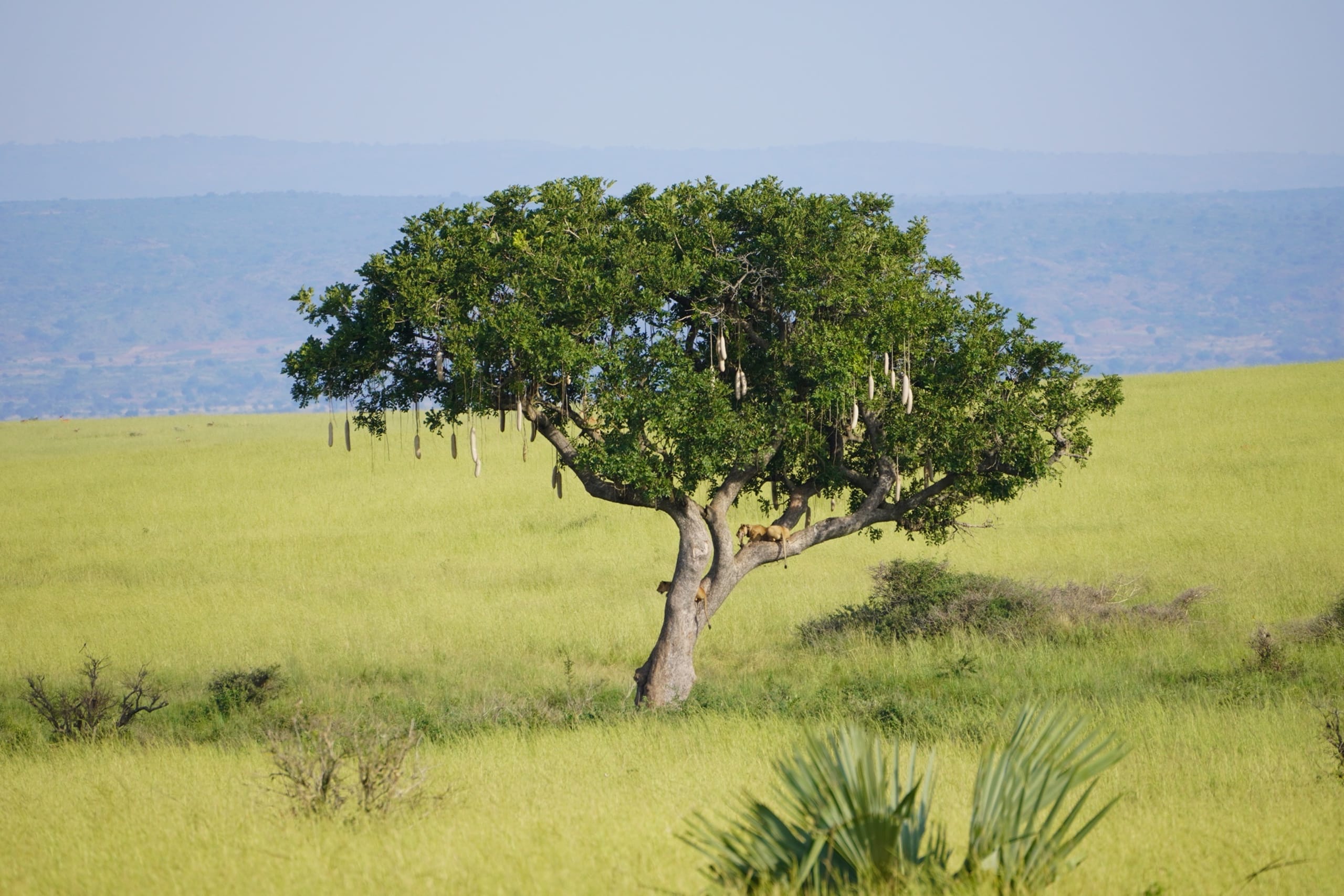 Tree-climbing lions in Uganda