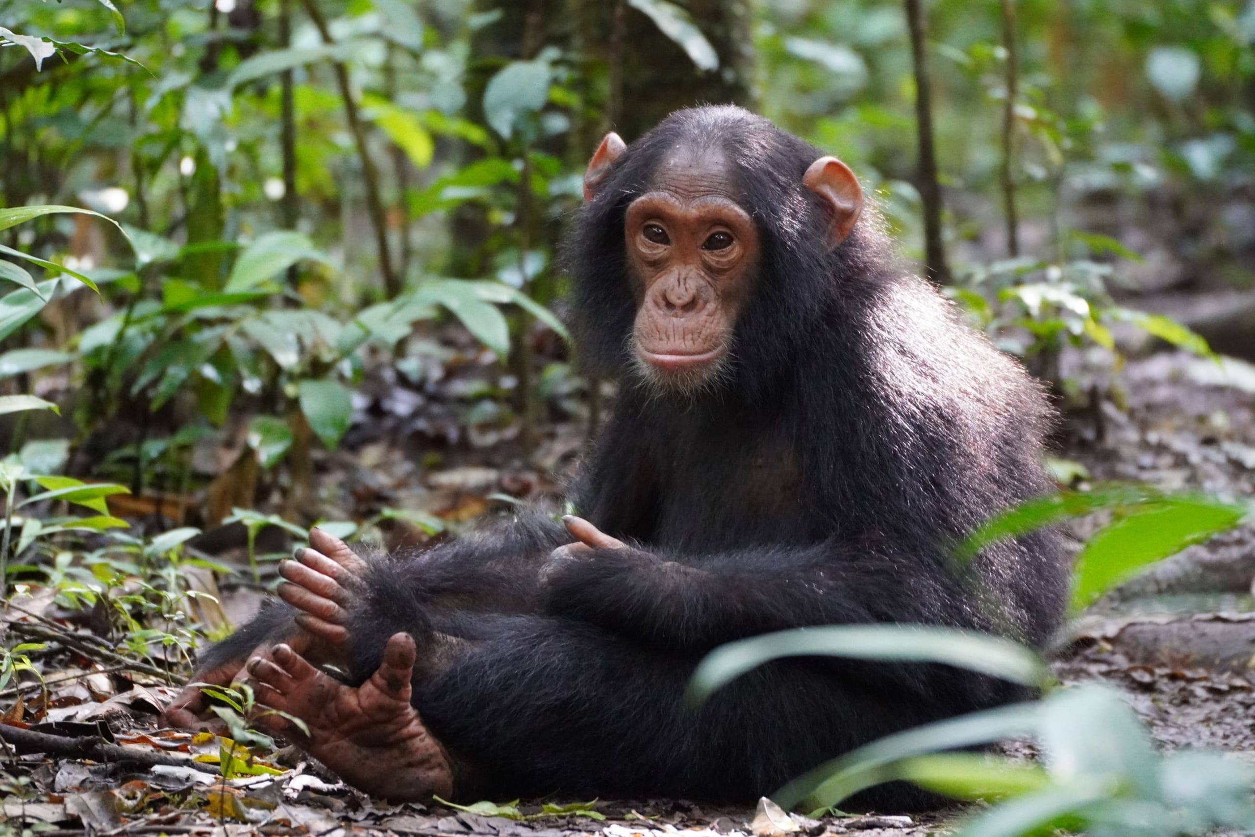Young chimpanzee in Uganda