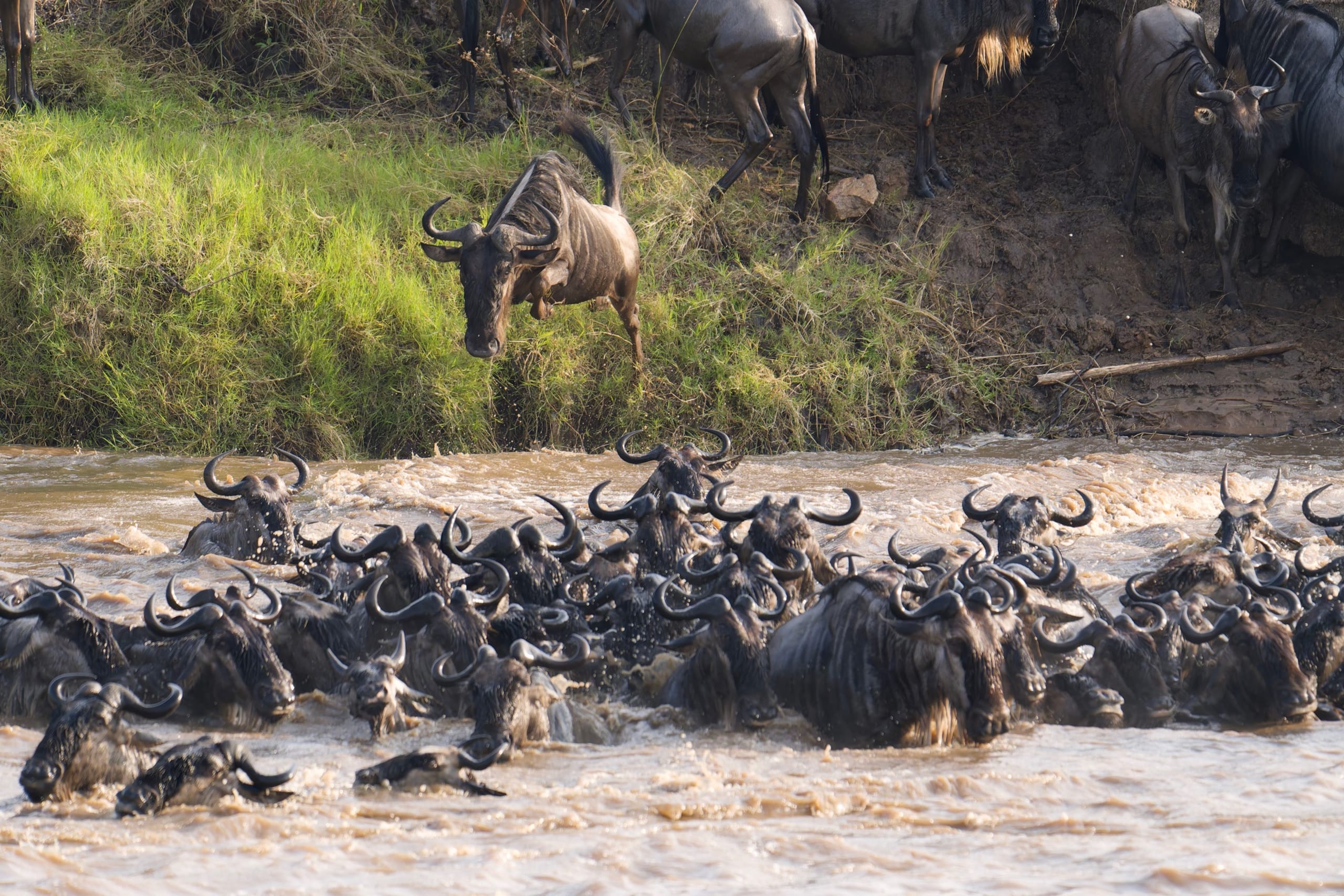 Wildebeest crossing during the Great Migration in Tanzania