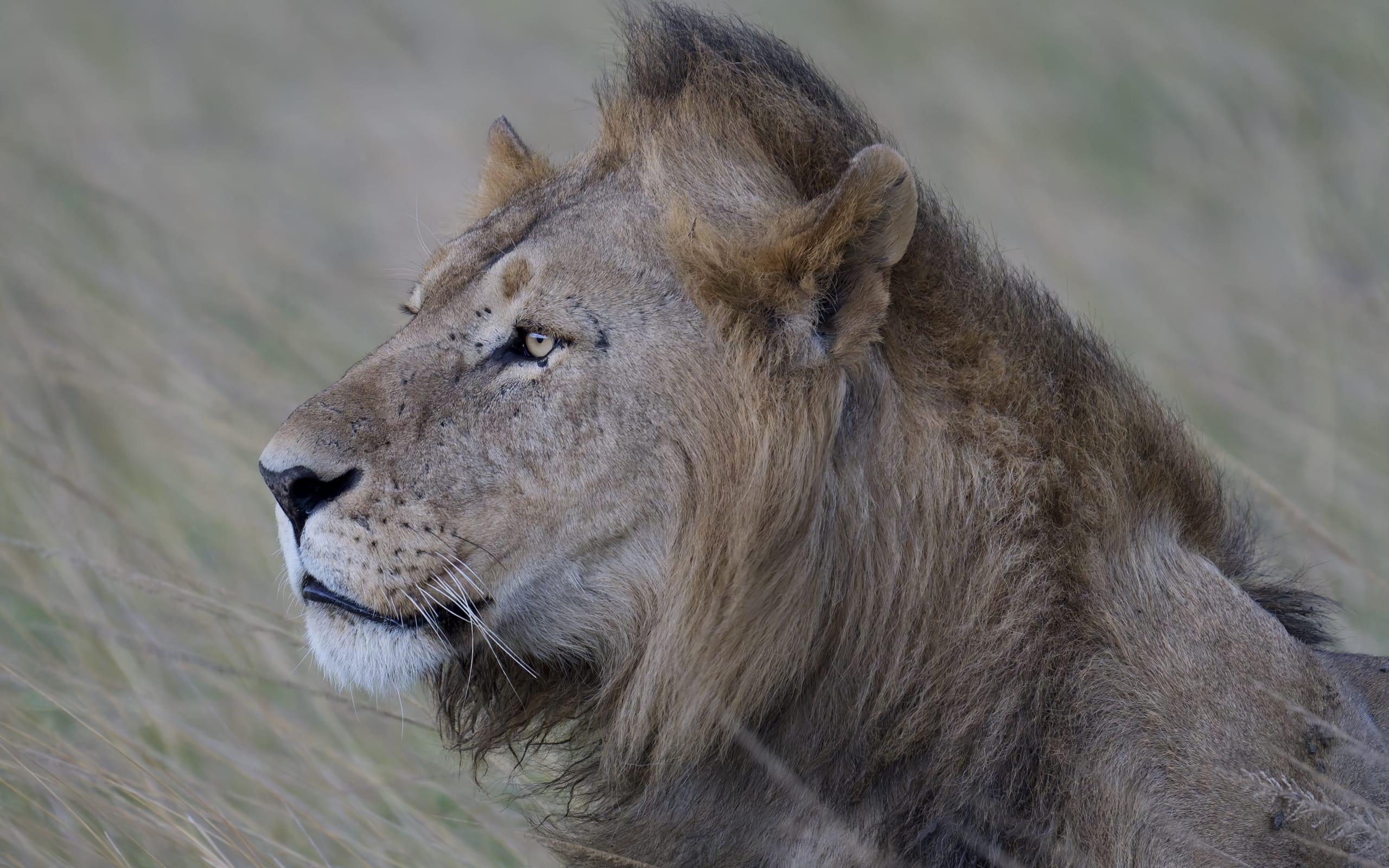 Kenya