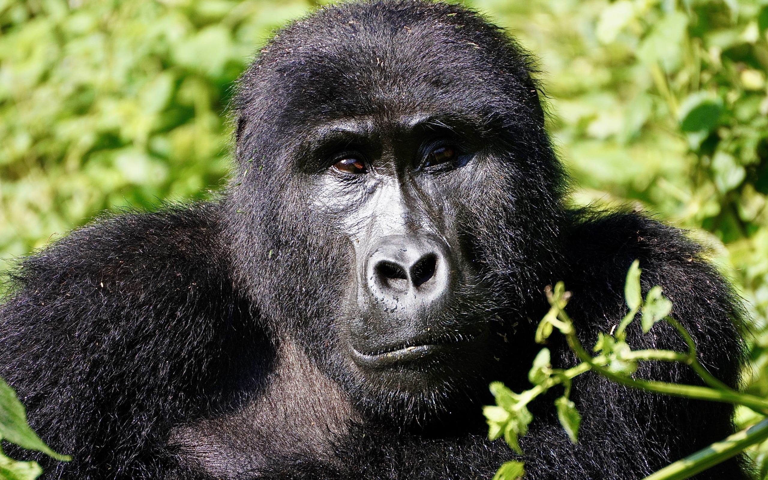 Wildlife landscape in Uganda