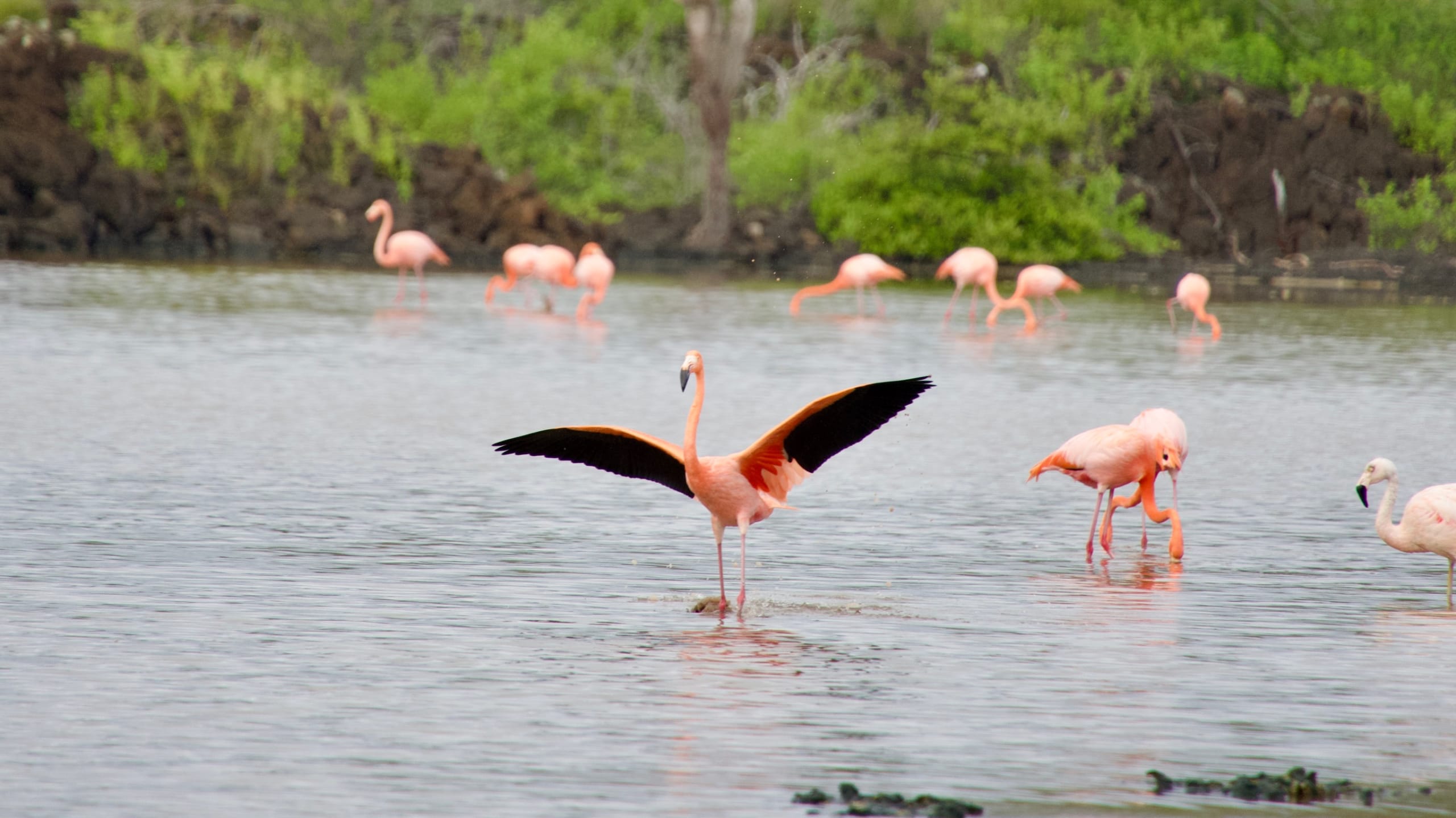 Floreana Island: Flamingos & Foul Play in the Galápagos