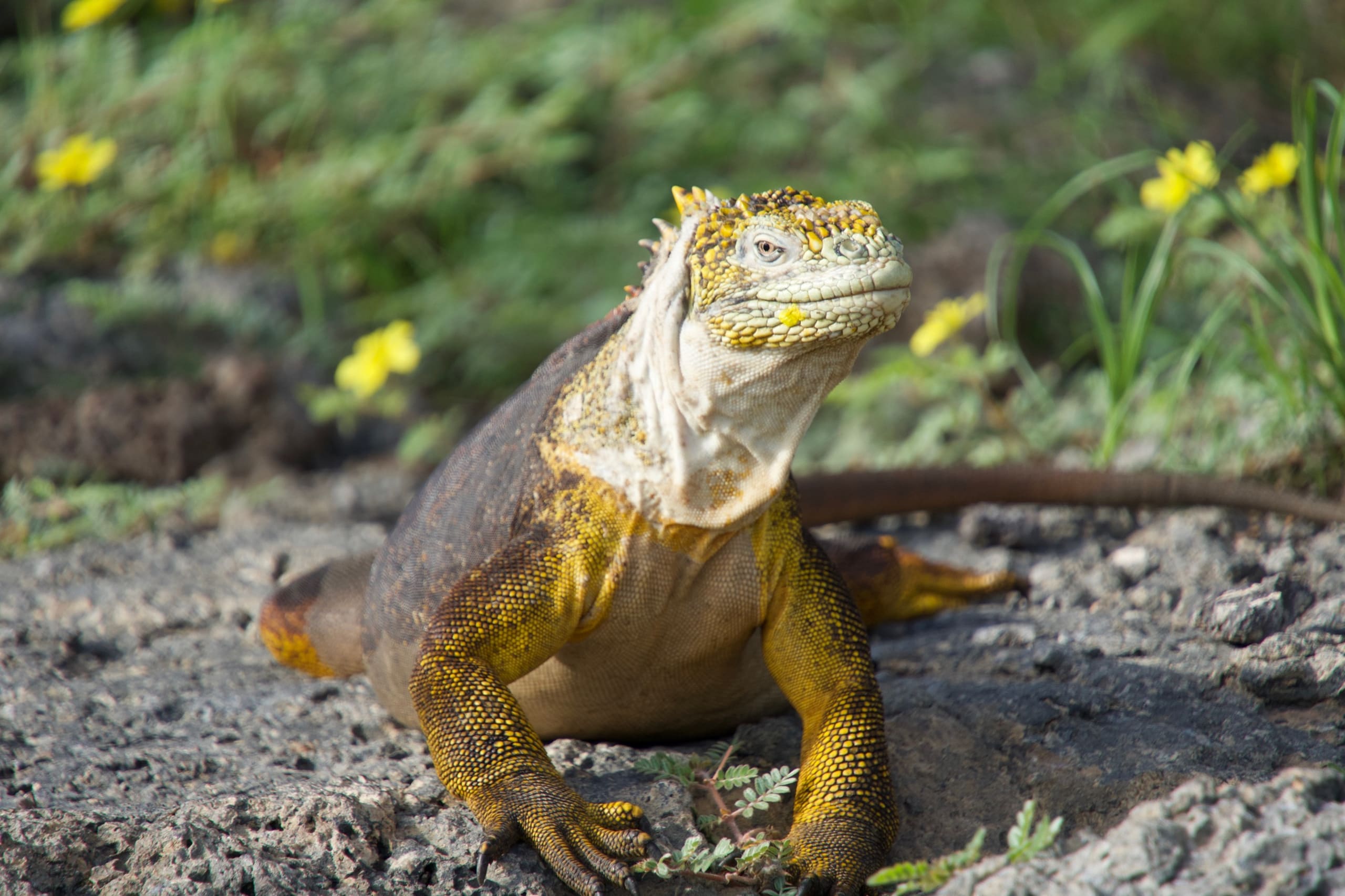 50 Wild Things I Learned in the Galápagos (That Blew My Mind)