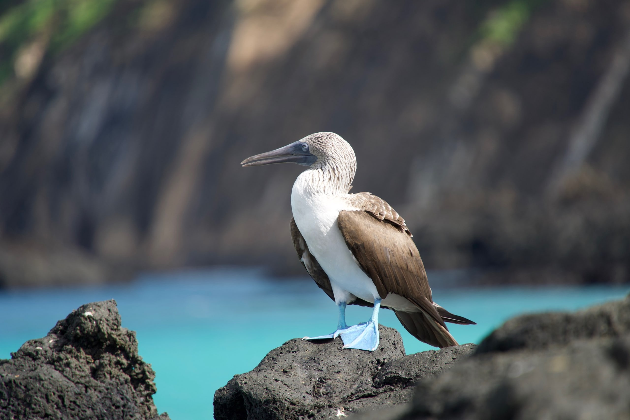 First Impressions of the Galápagos in San Cristóbal
