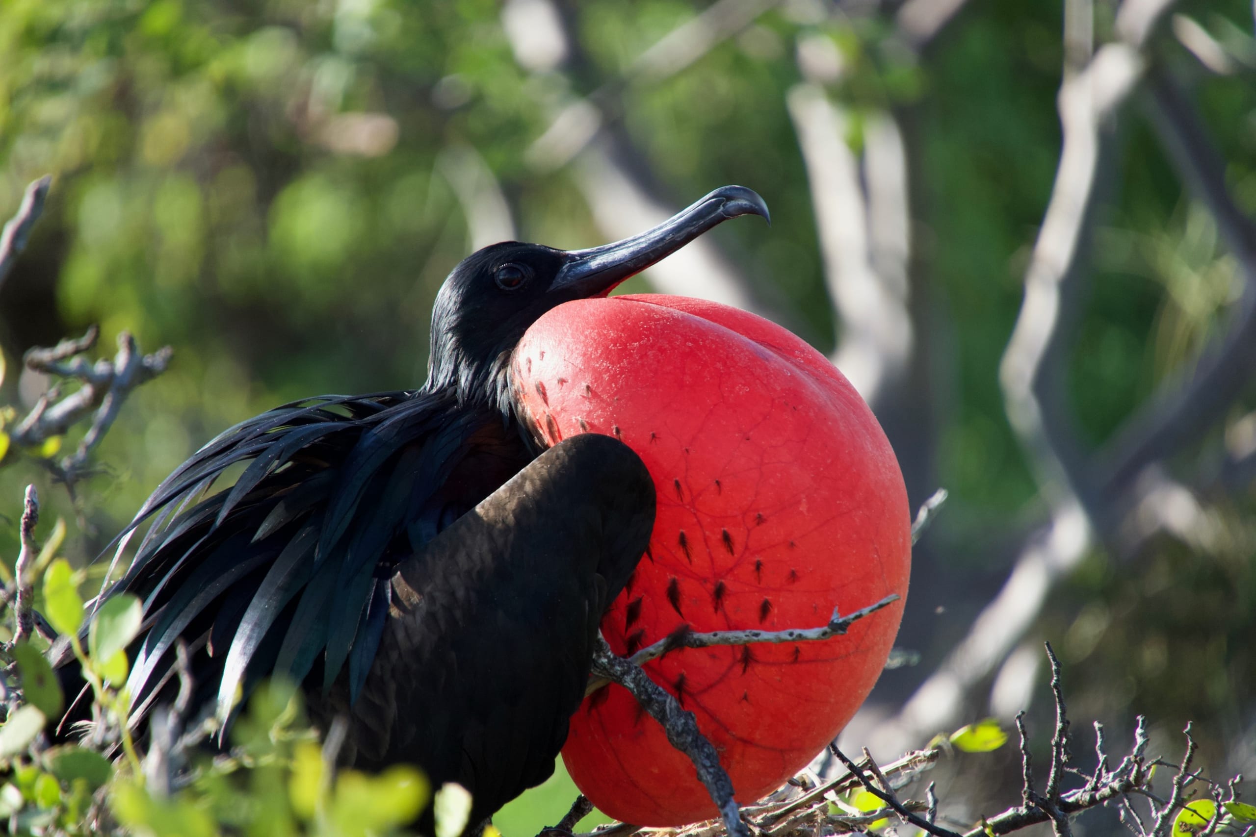 The Most Magical Moment in the Galápagos (North Seymour & South Plaza Islands)