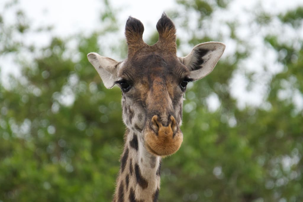 Giraffe portrait in the Serengeti