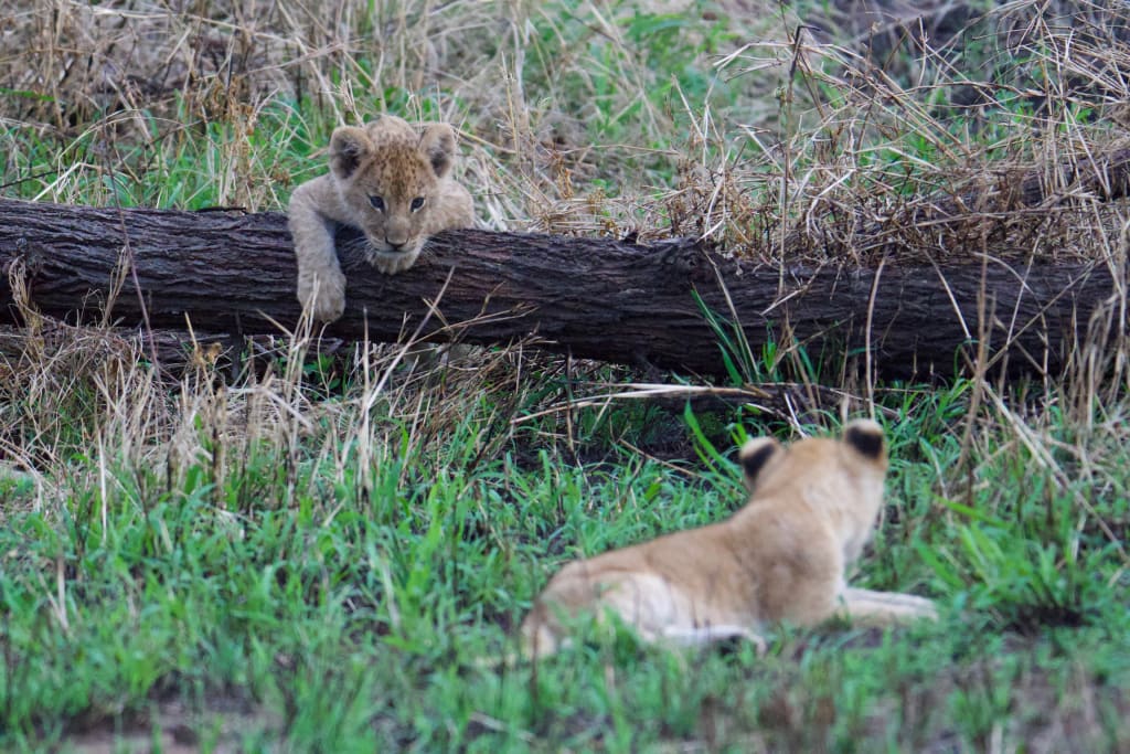Lion cub standing in the grass