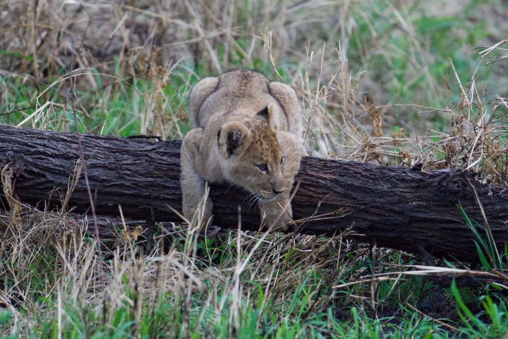 Lion cub walking through the savannah