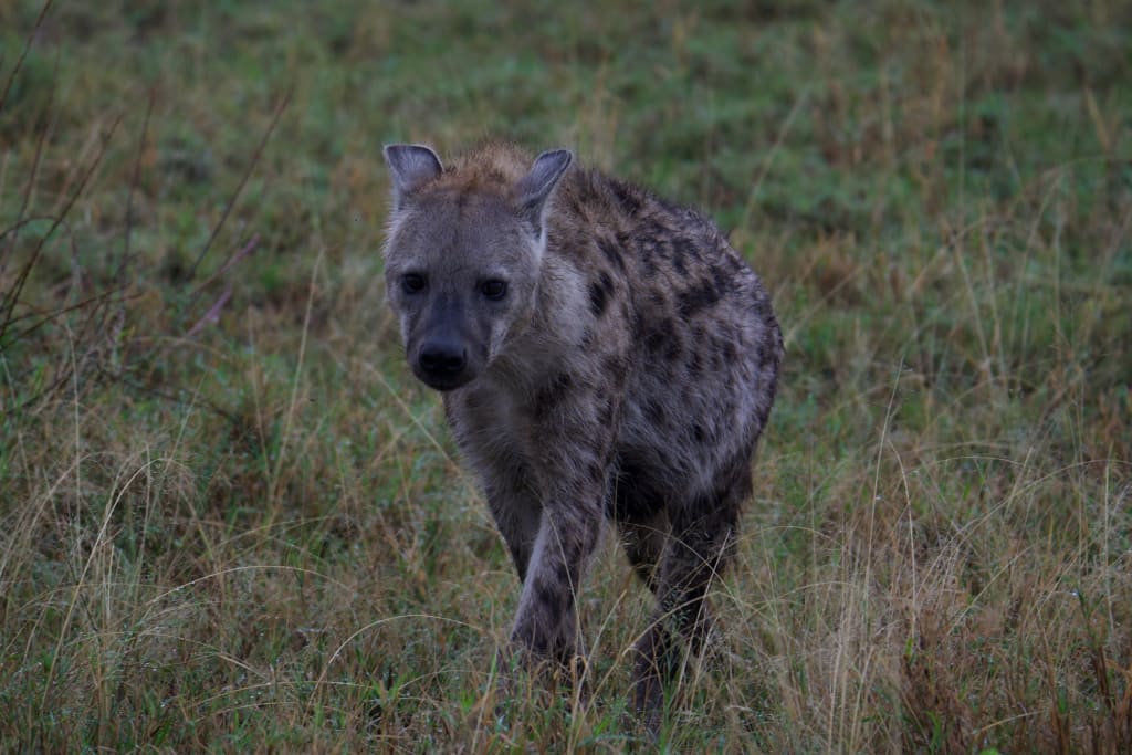 Hyena standing in the road
